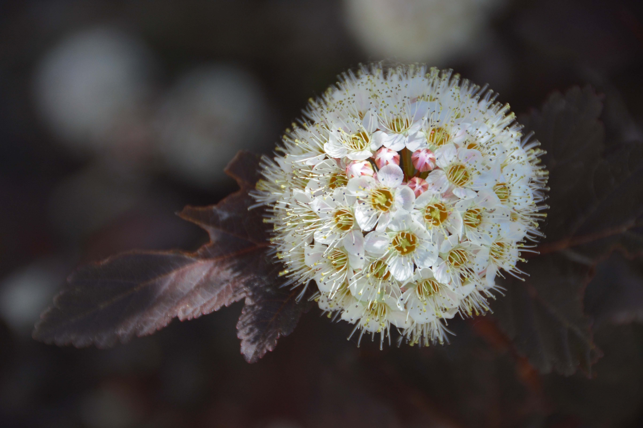 毛茸茸的风箱果花朵,原创拍摄
