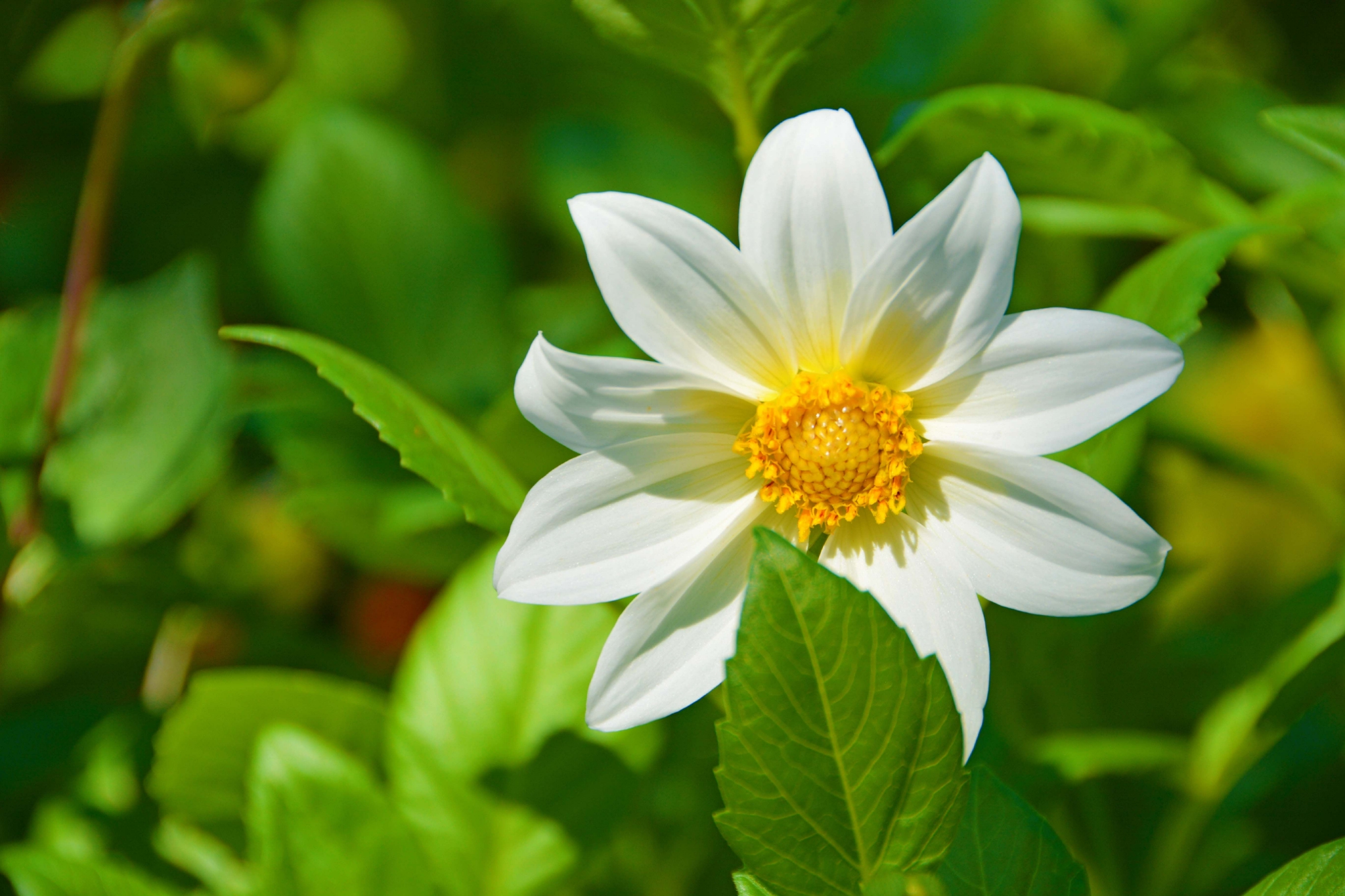 五颜六色的小丽花原创拍摄