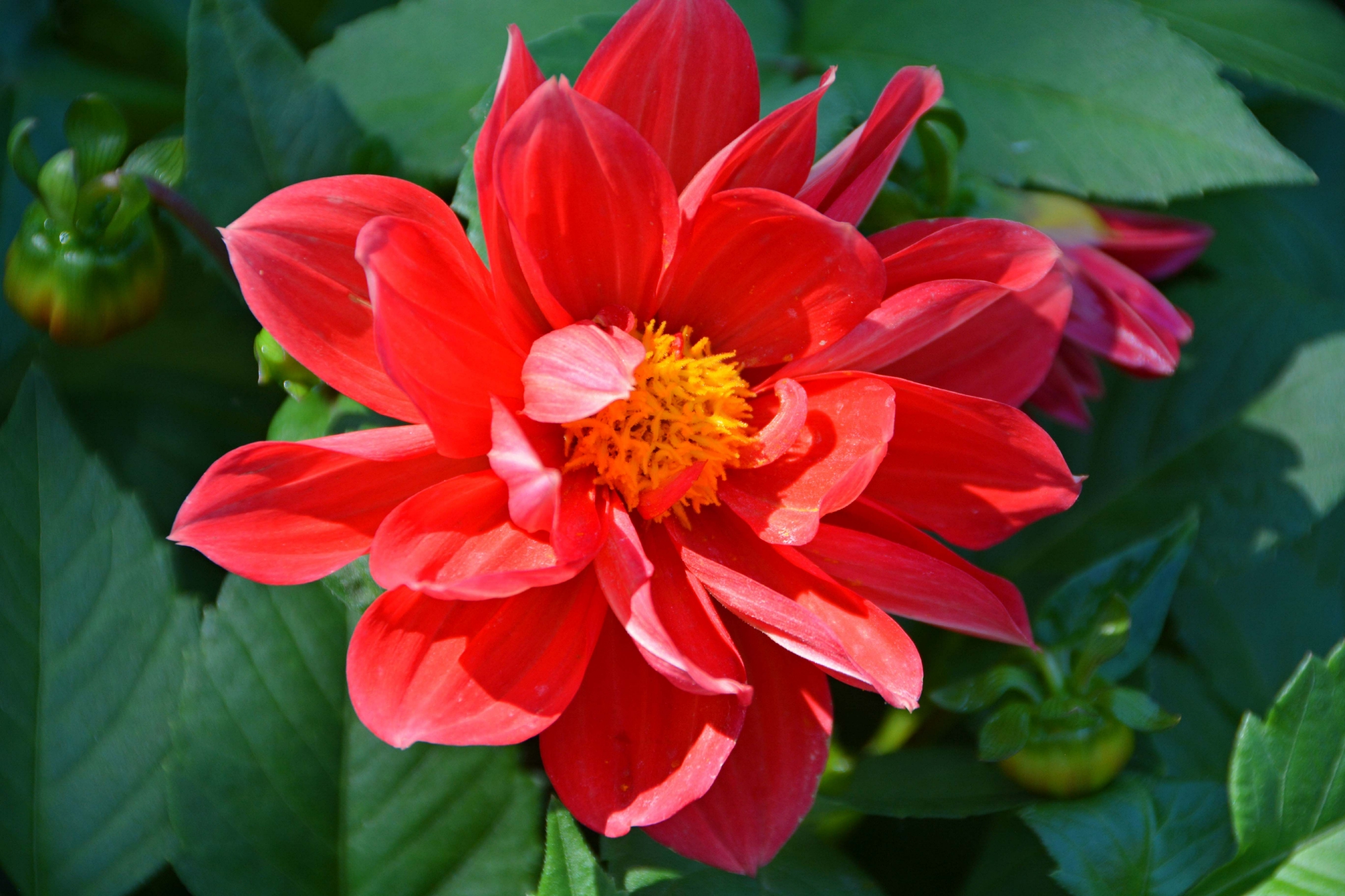 五颜六色的小丽花原创拍摄