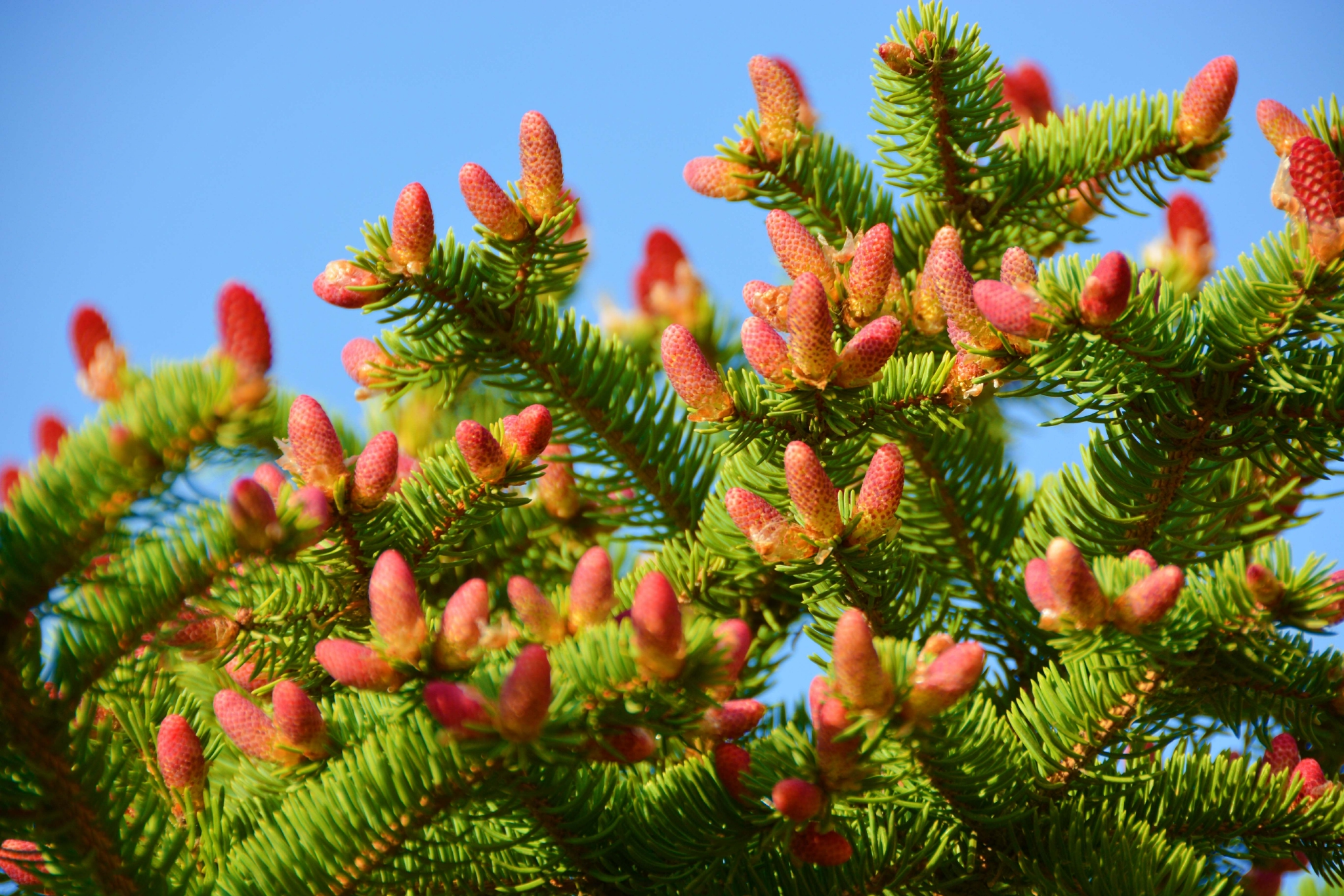 新鲜的云杉花,原创拍摄