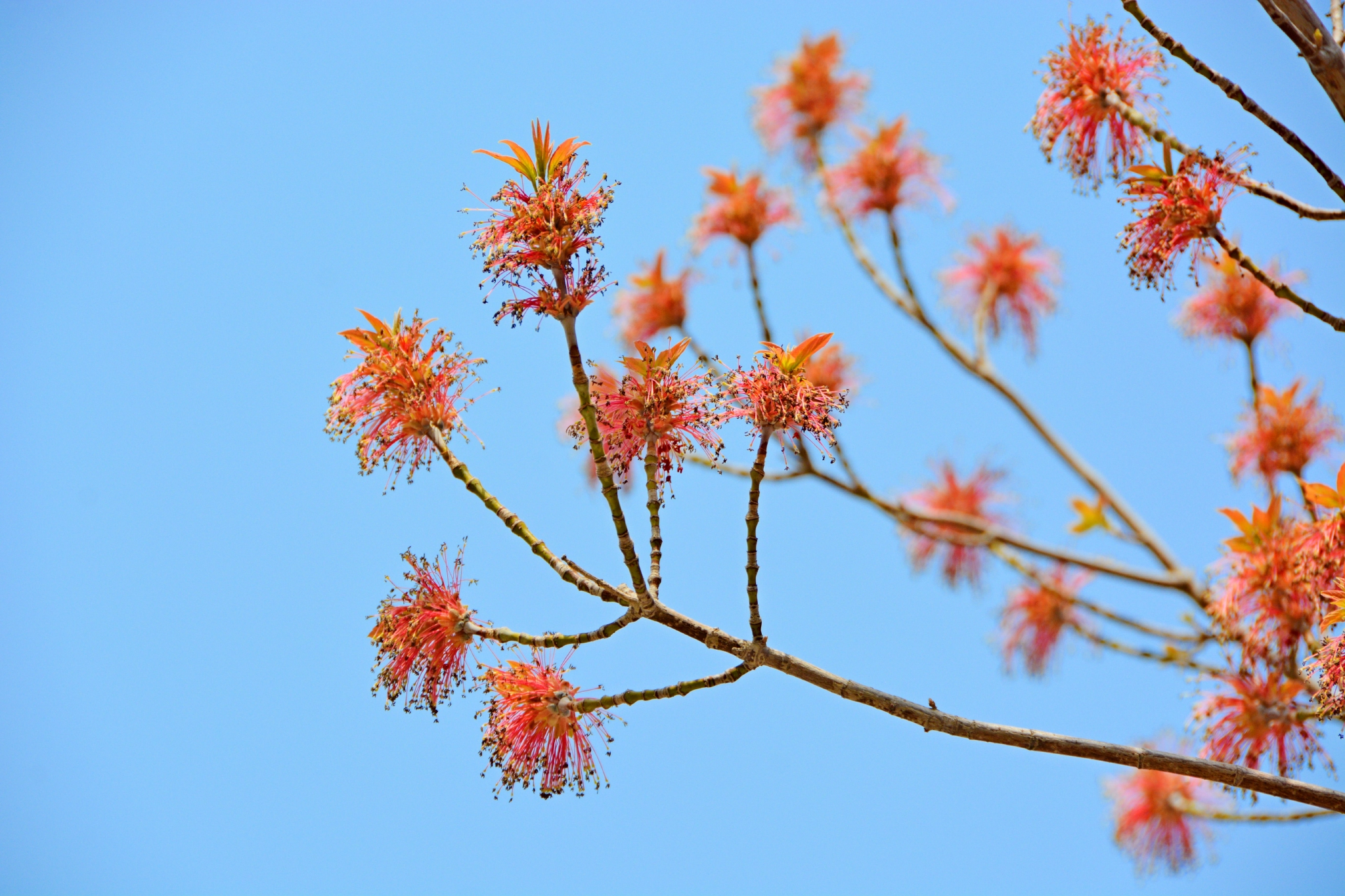 梣叶槭花穗和新叶,原创拍摄