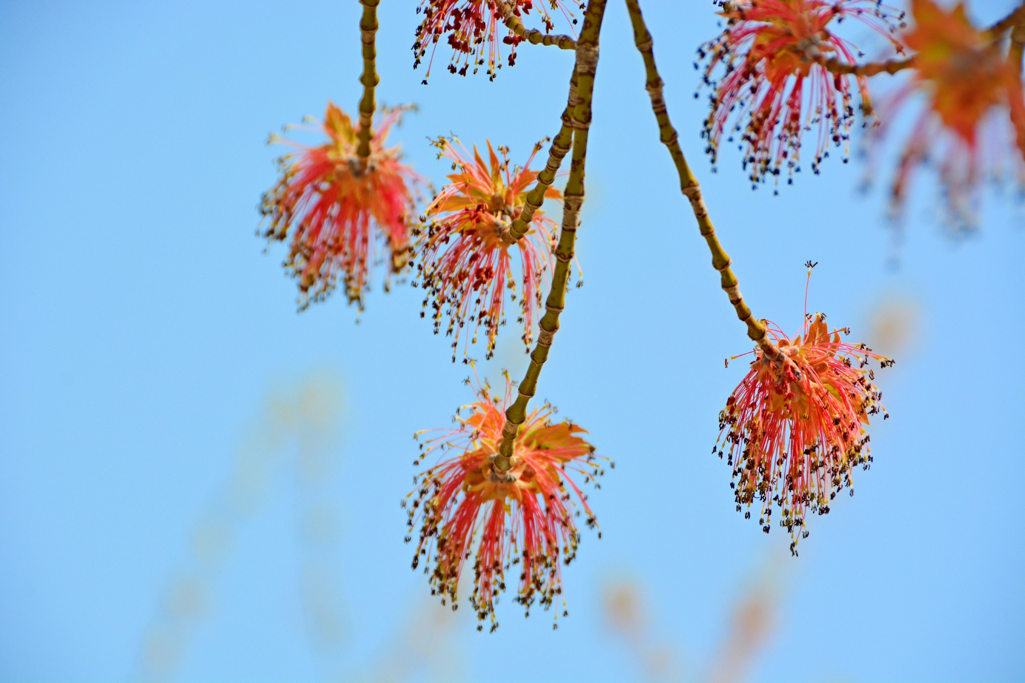 梣叶槭花穗和新叶,原创拍摄