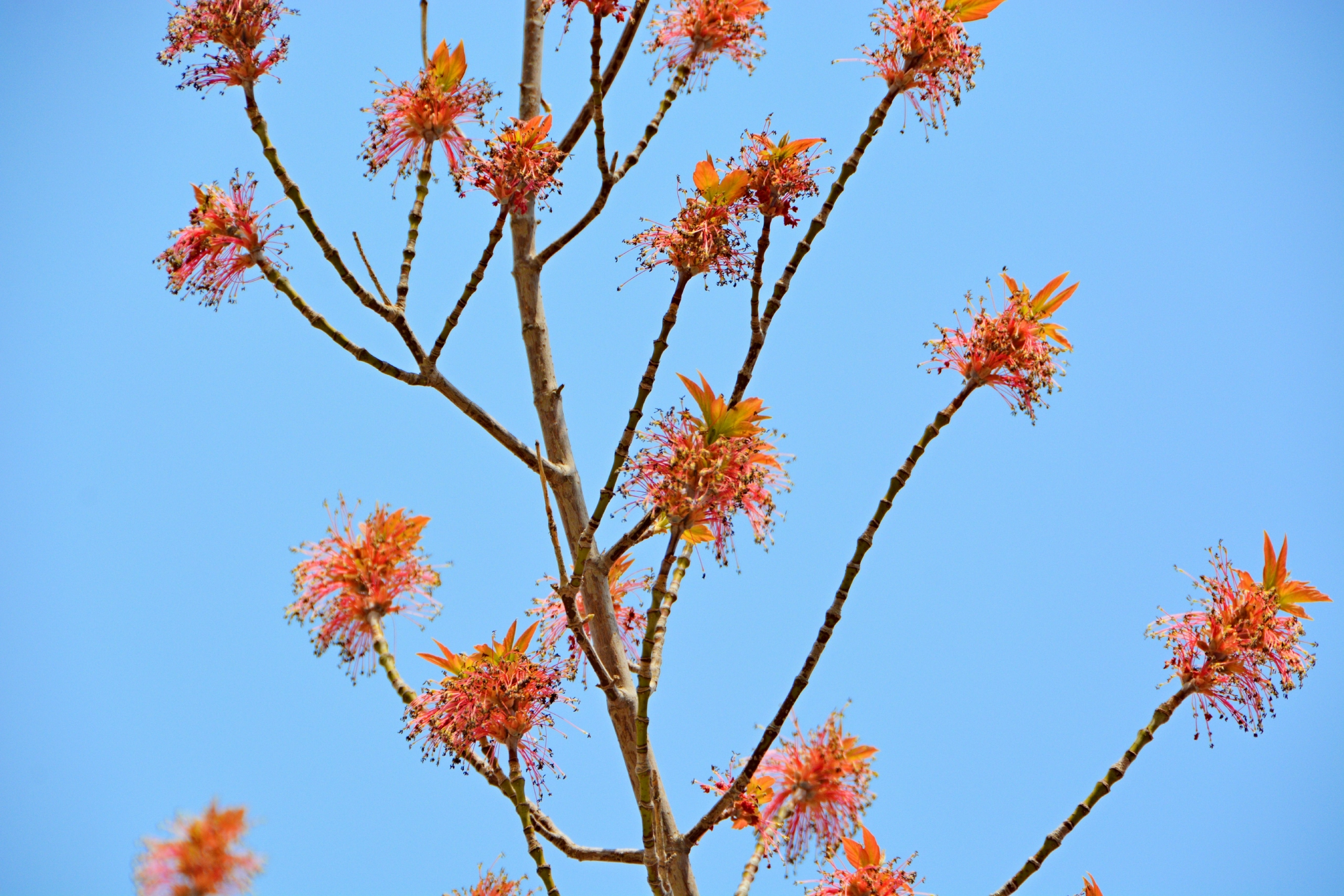 梣叶槭花穗和新叶,原创拍摄