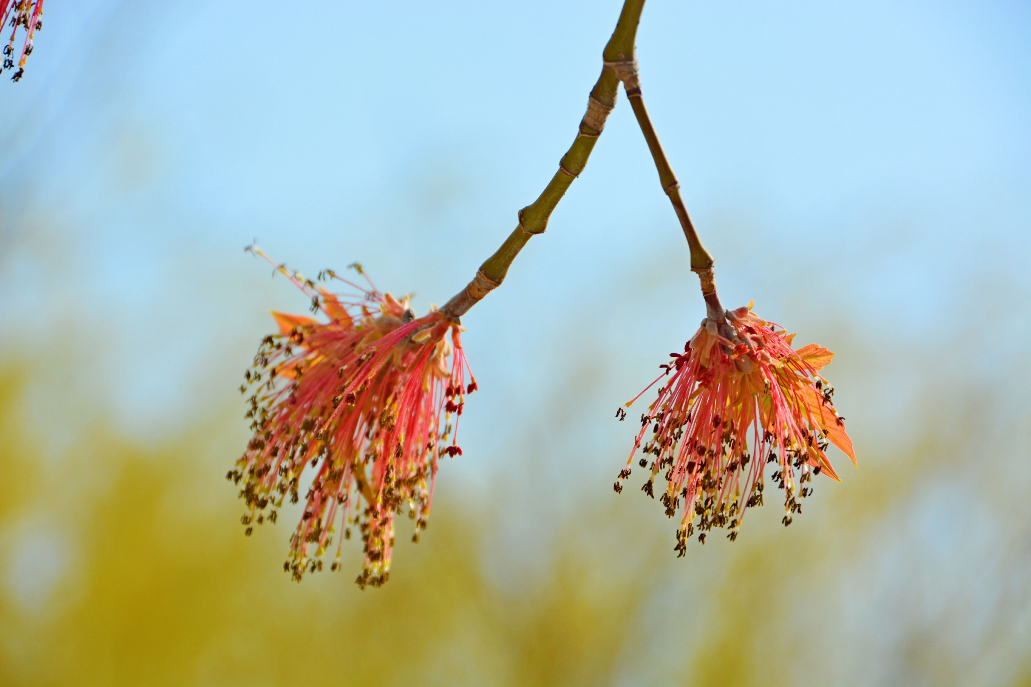 梣叶槭花穗和新叶,原创拍摄