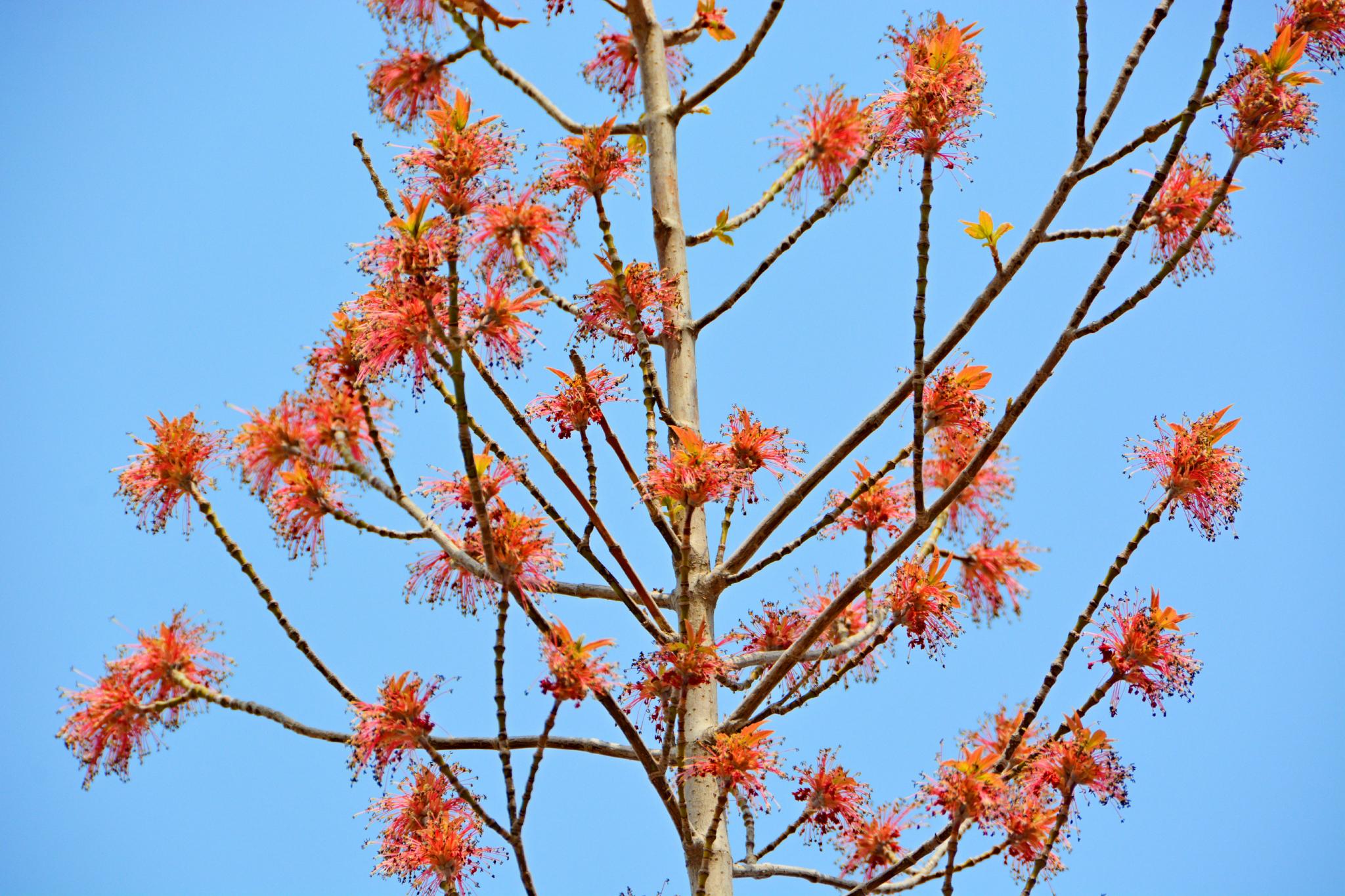 梣叶槭花穗和新叶,原创拍摄