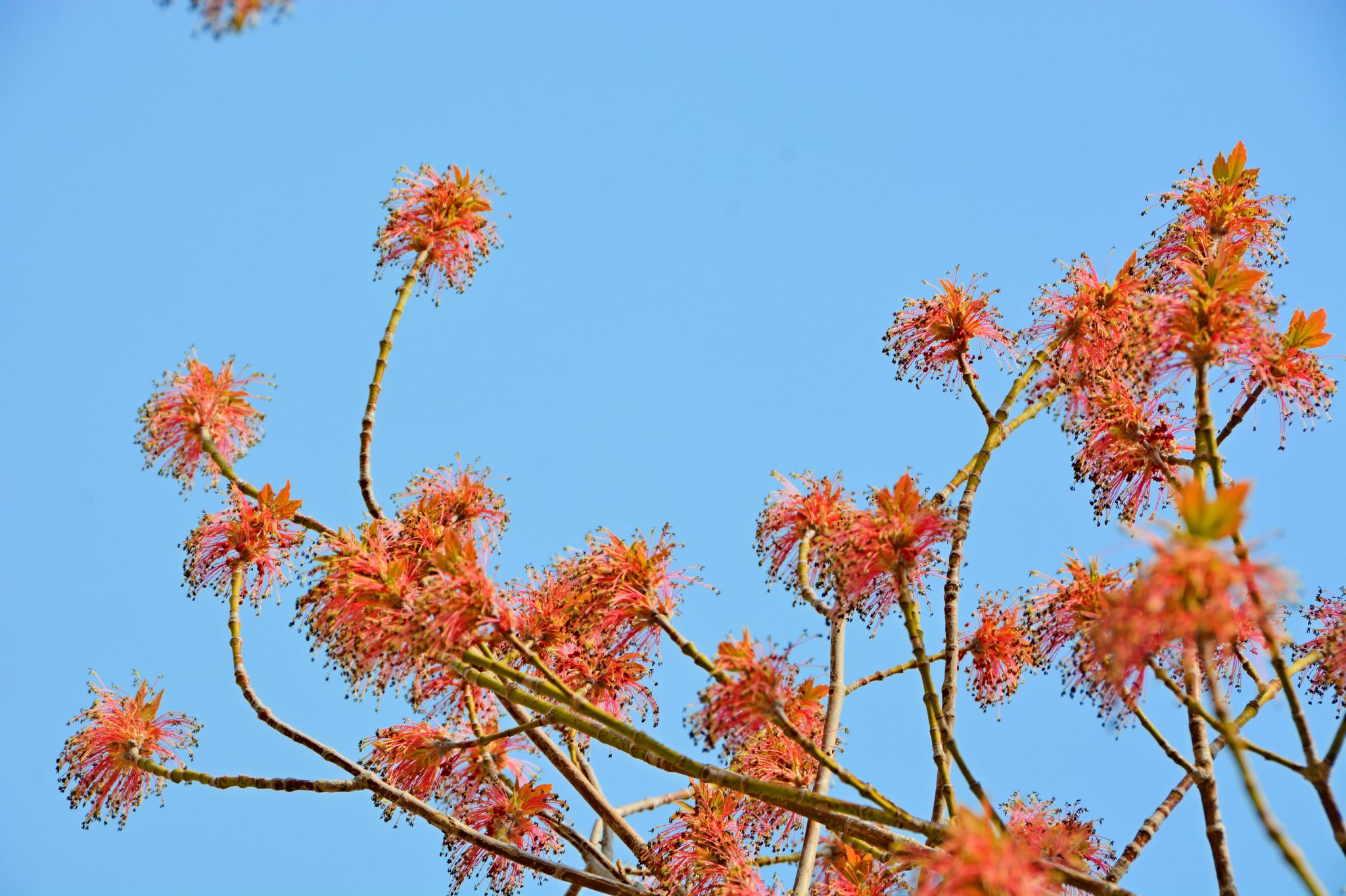 梣叶槭花穗和新叶,原创拍摄