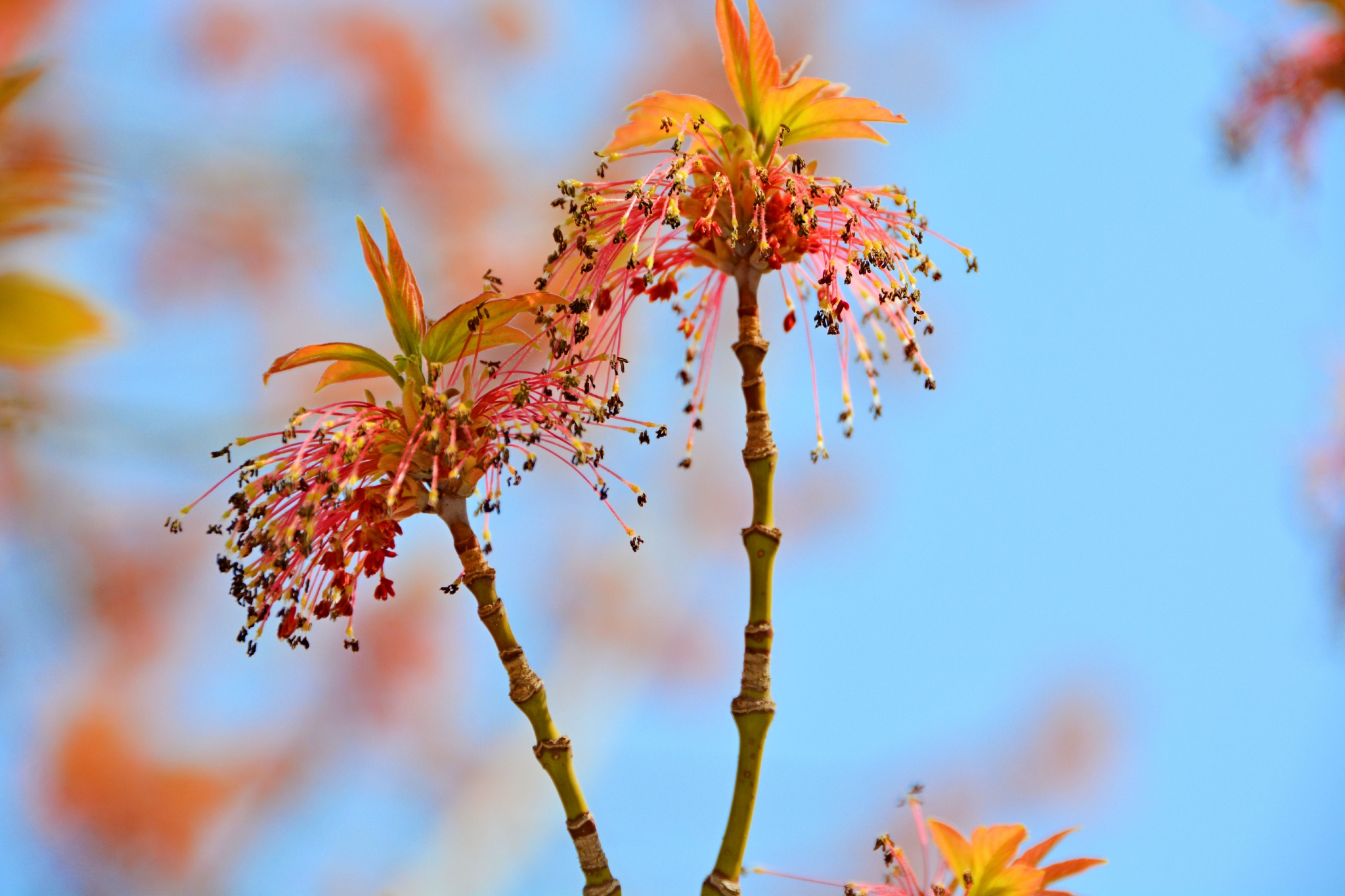 梣叶槭花穗和新叶,原创拍摄