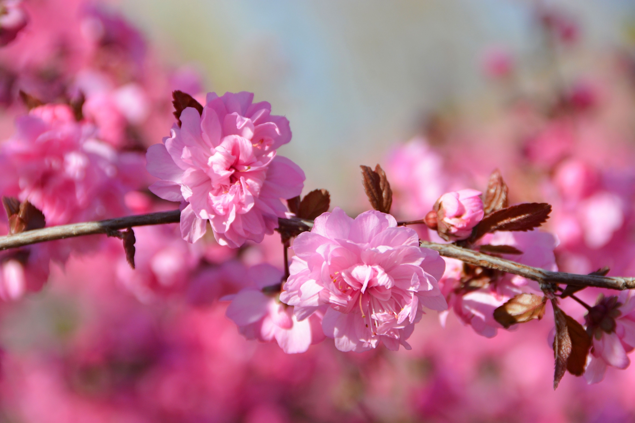 粉色碧桃花,原创拍摄