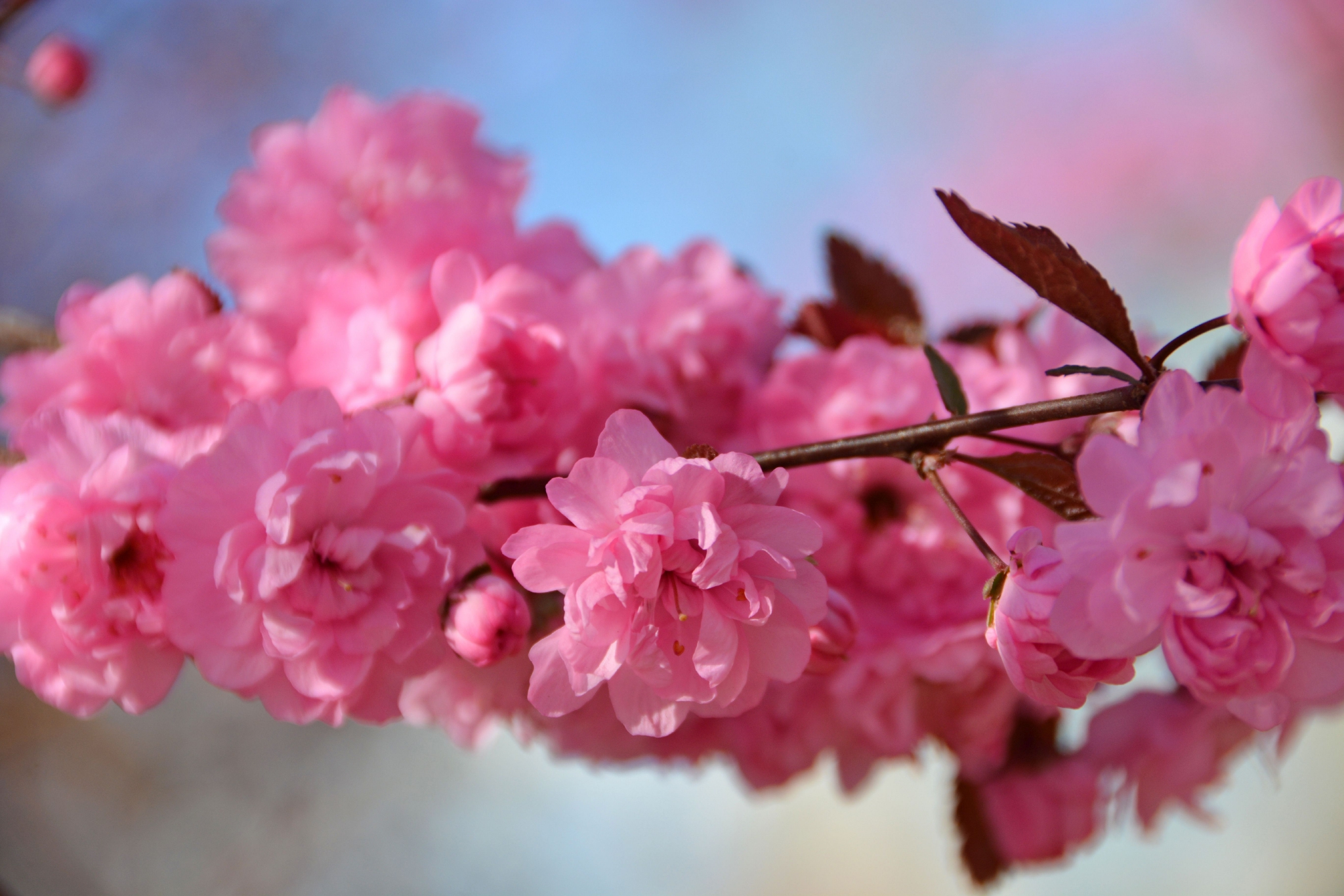 粉色碧桃花,原创拍摄