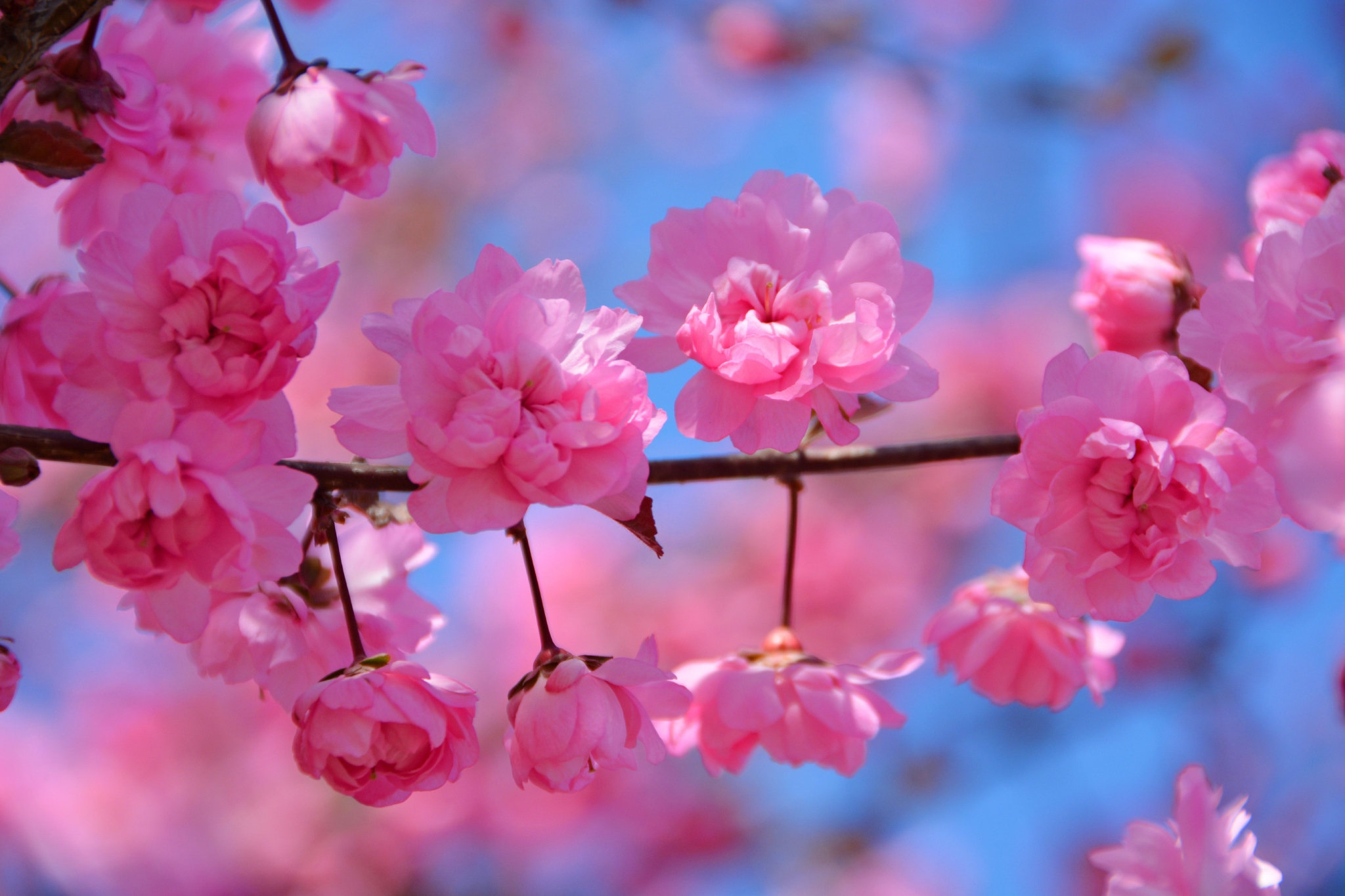 粉色碧桃花,原创拍摄