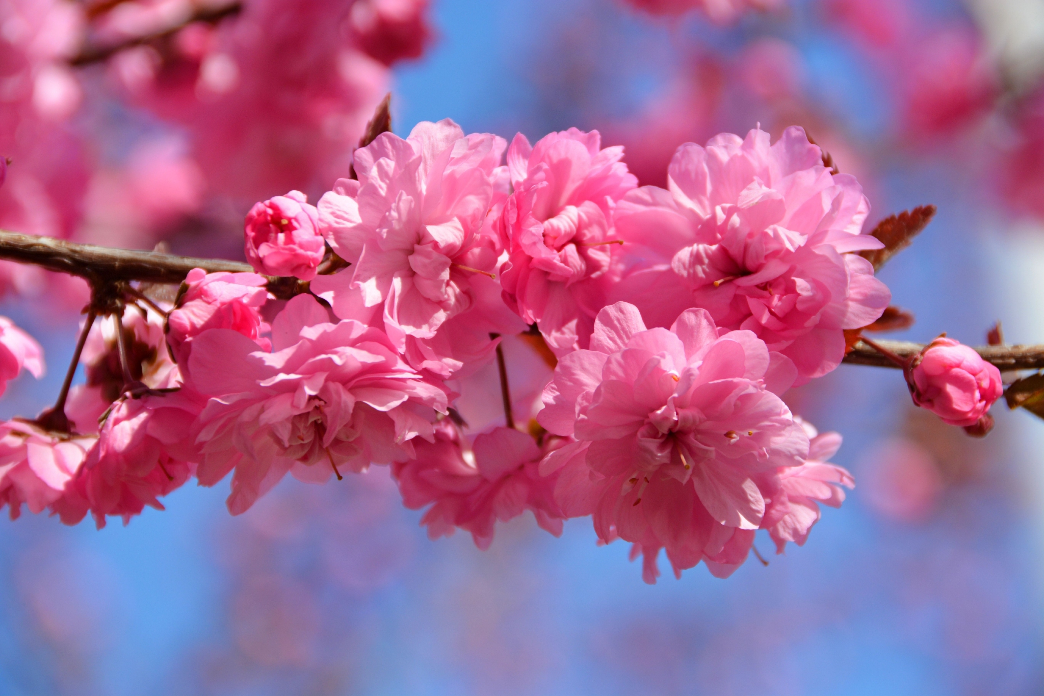 粉色碧桃花,原创拍摄