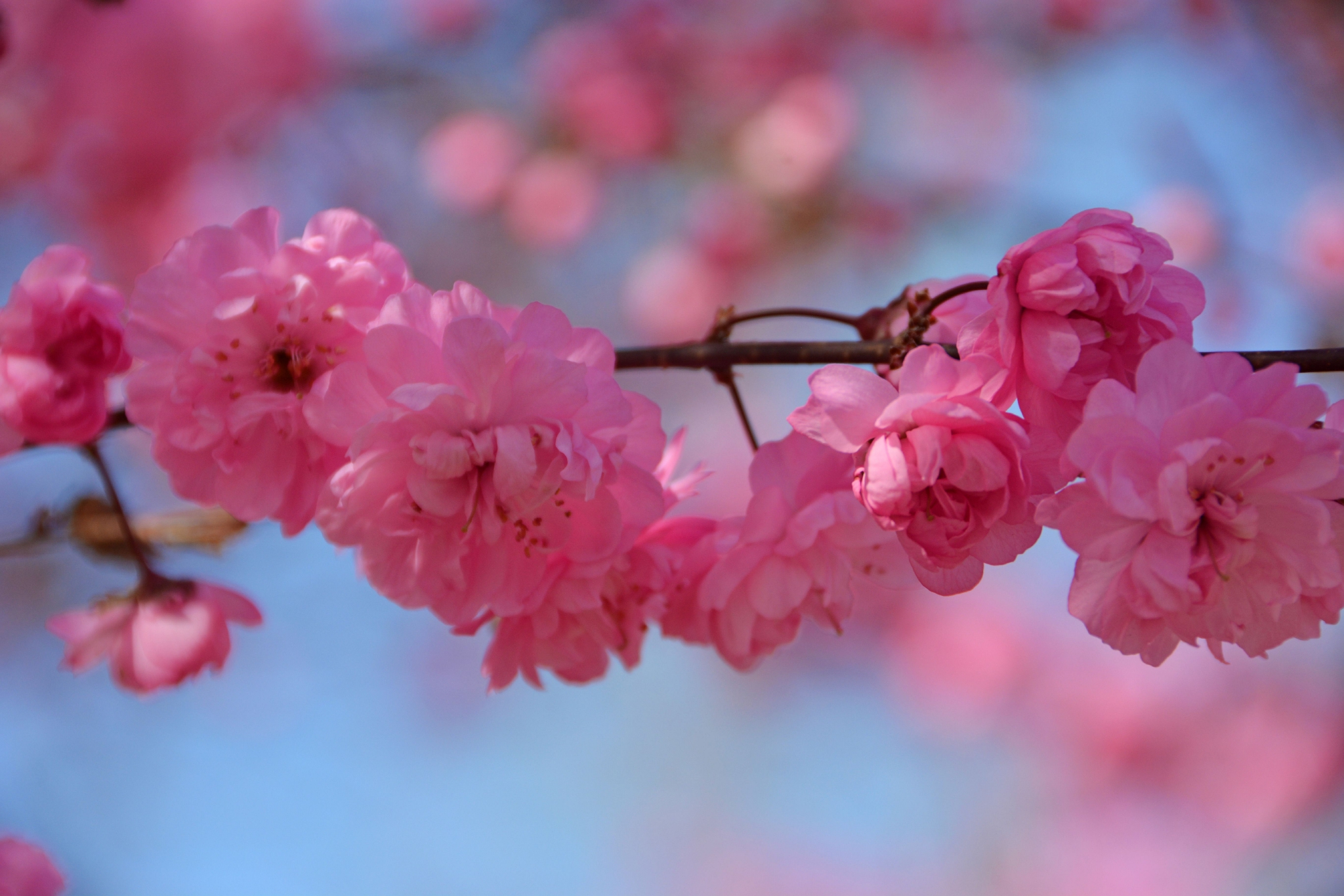 粉色碧桃花,原创拍摄