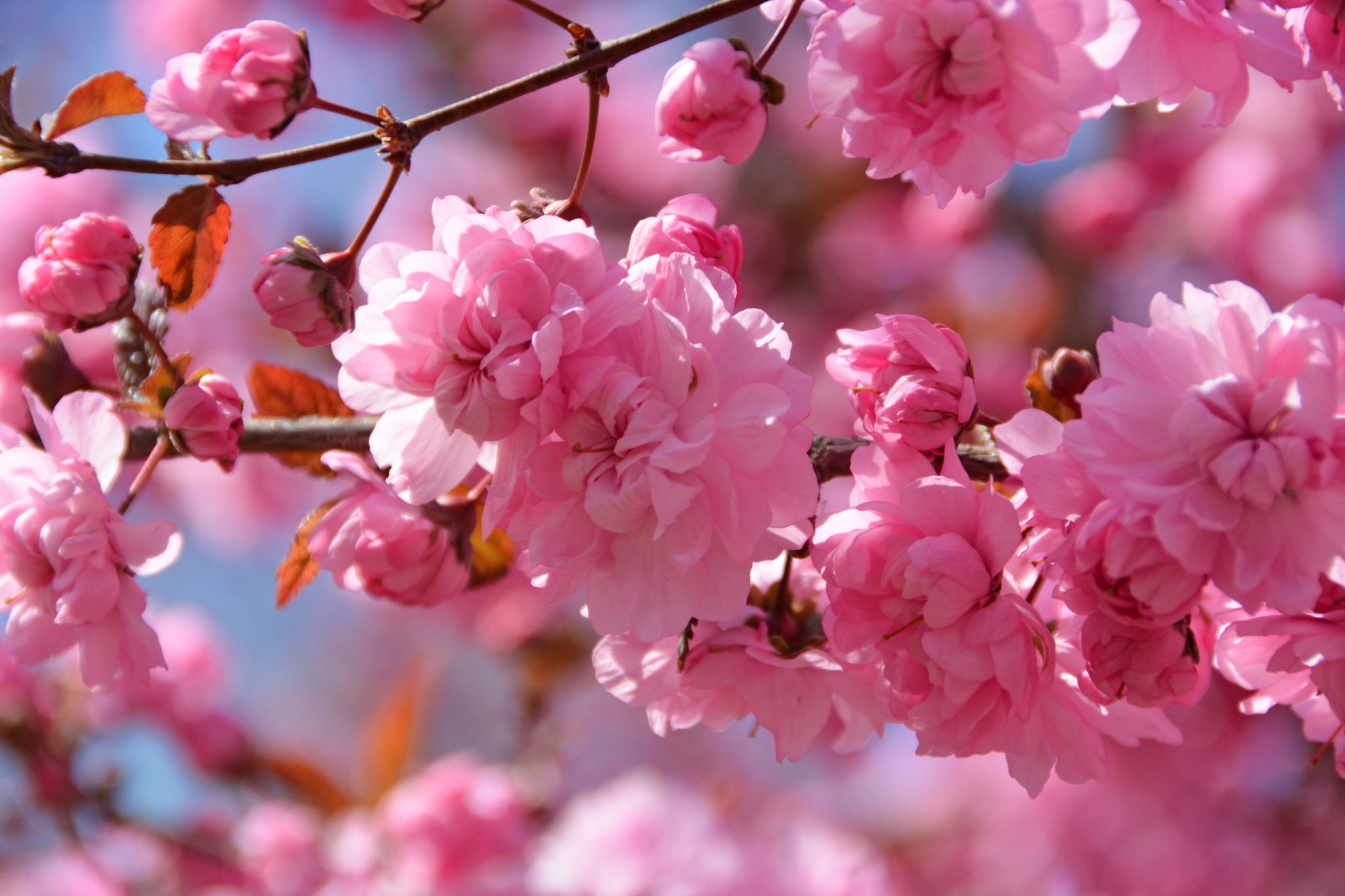 粉色碧桃花,原创拍摄