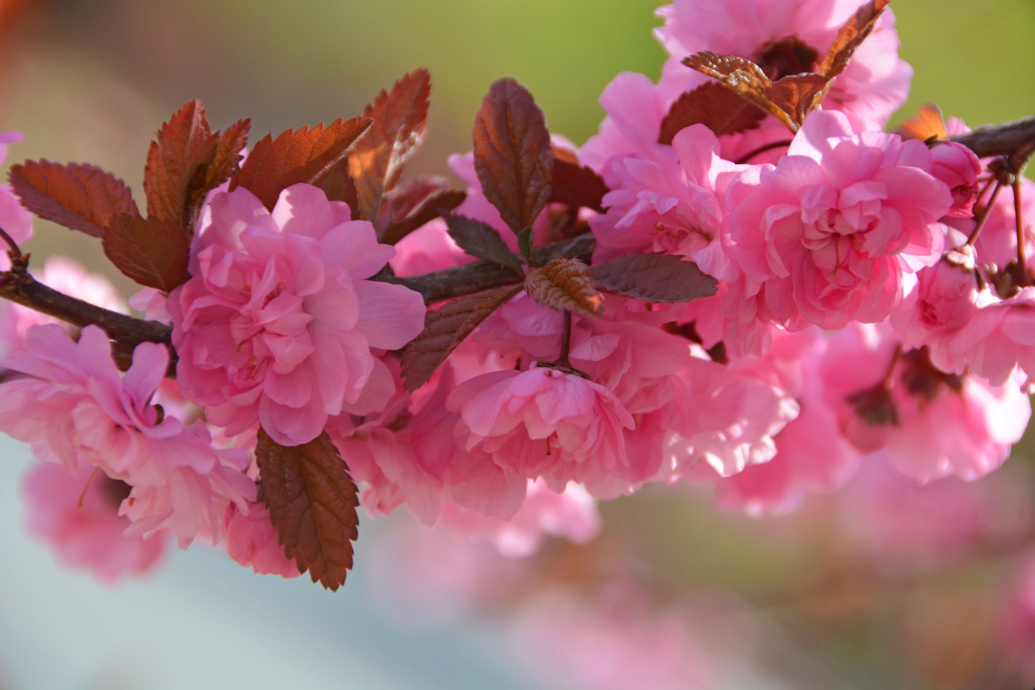 粉色碧桃花,原创拍摄