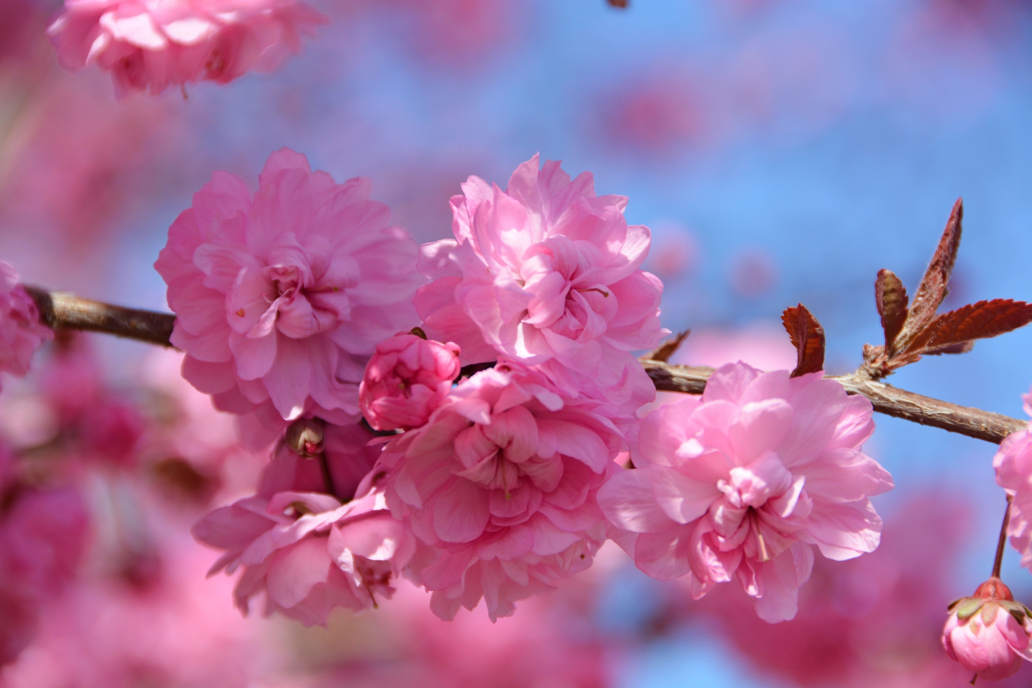 粉色碧桃花,原创拍摄