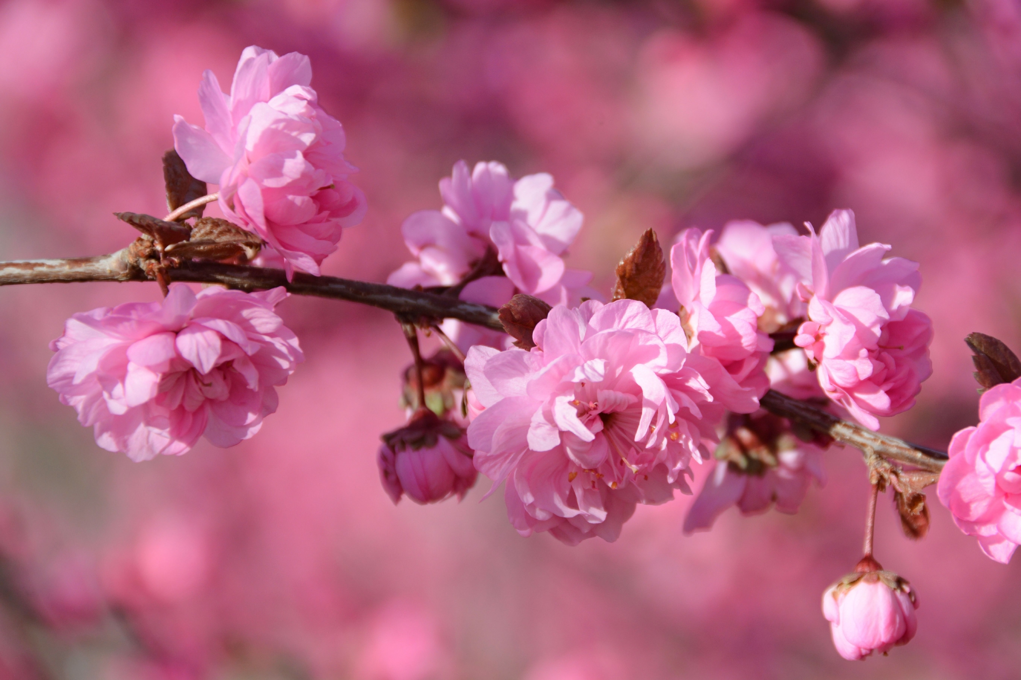 粉色碧桃花,原创拍摄