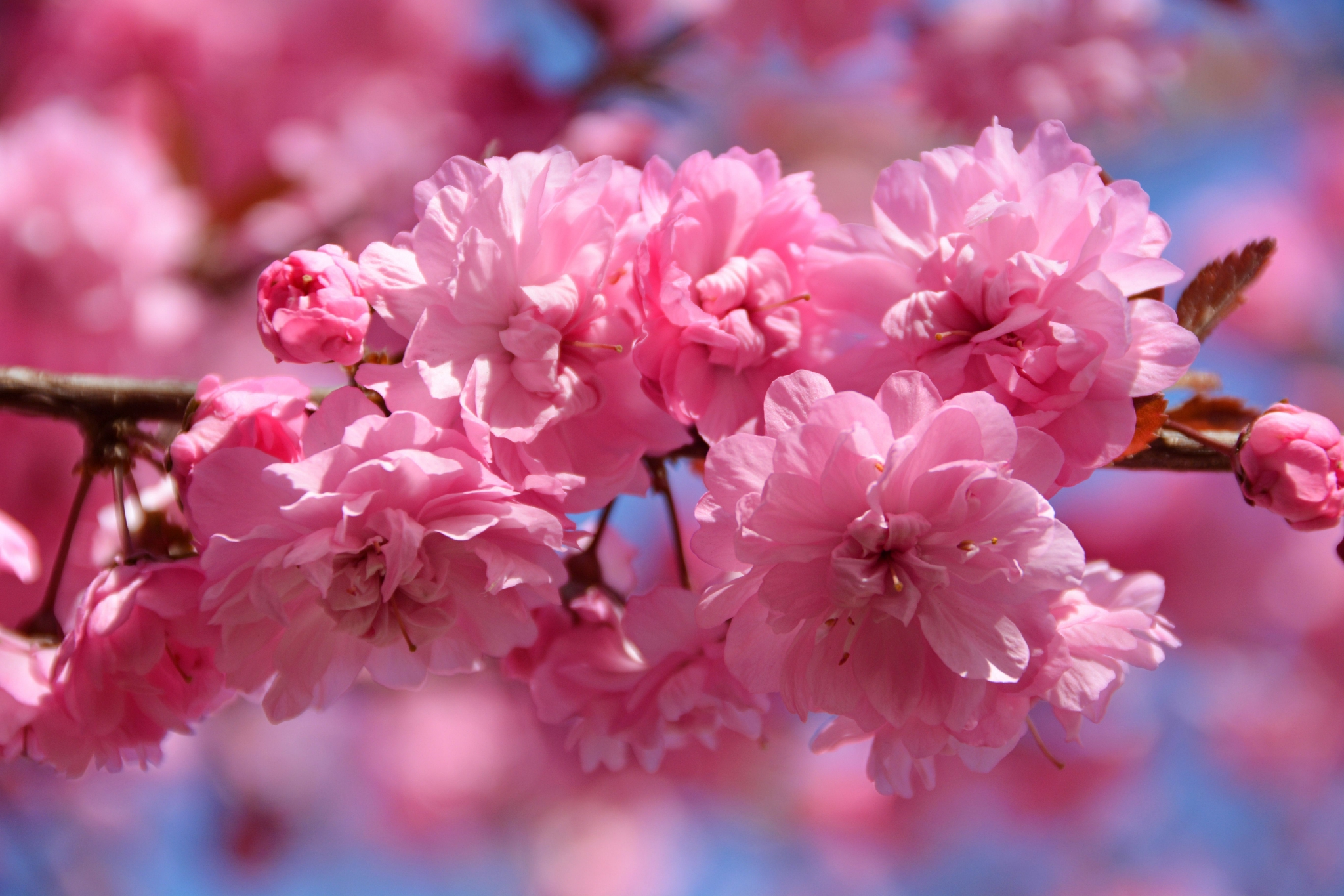 粉色碧桃花,原创拍摄