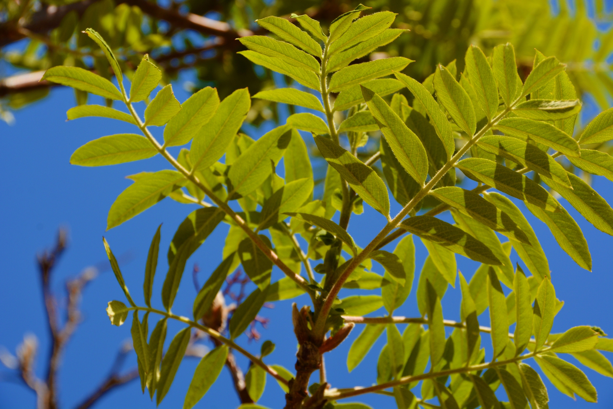 花楸树叶子,原创拍摄