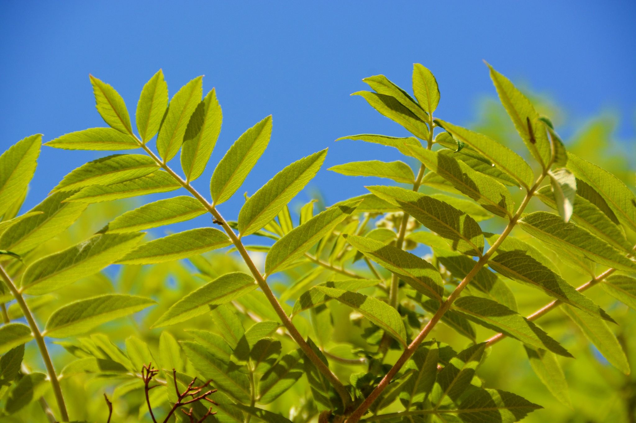花楸树叶子,原创拍摄