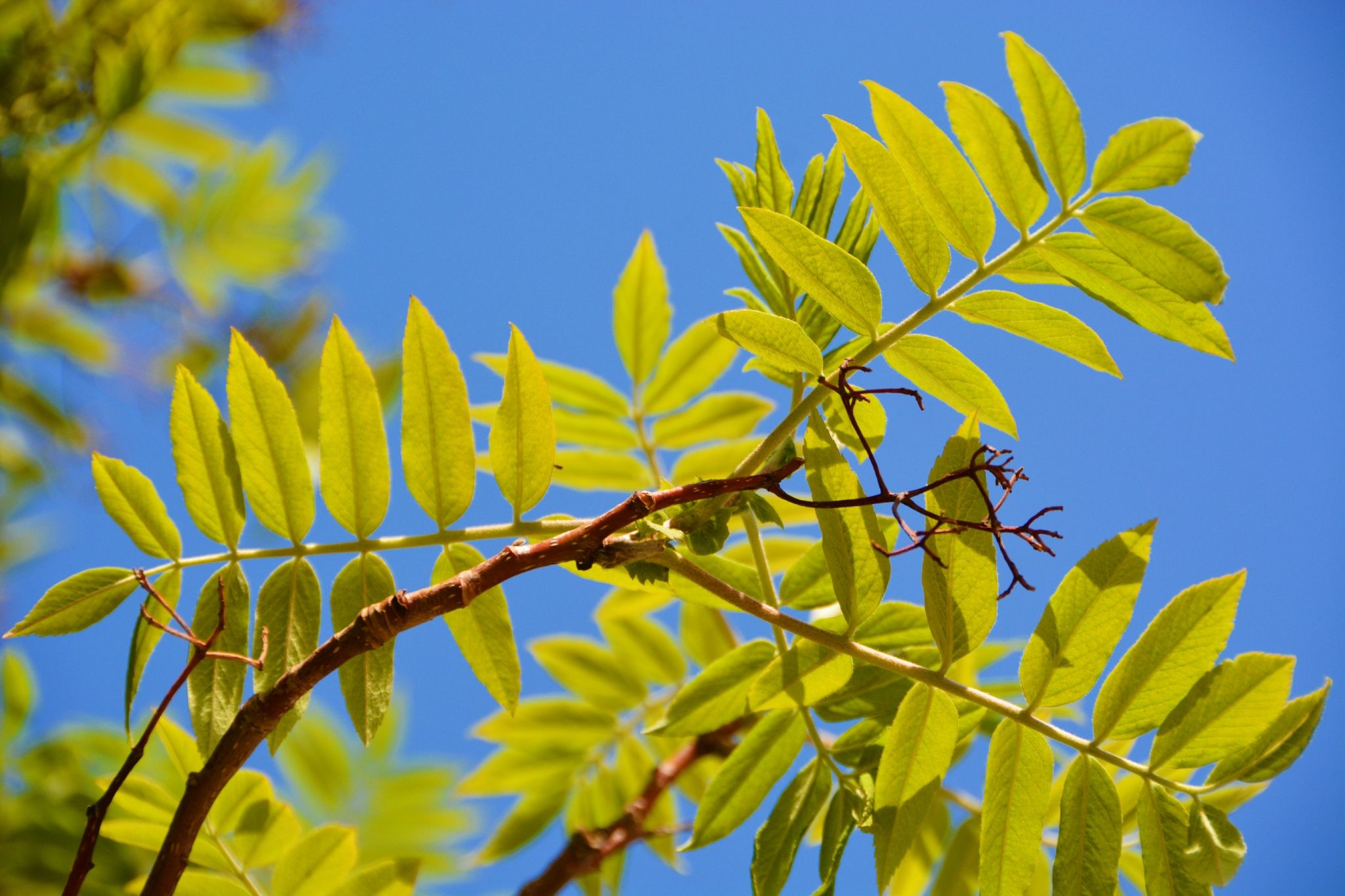 花楸树叶子,原创拍摄