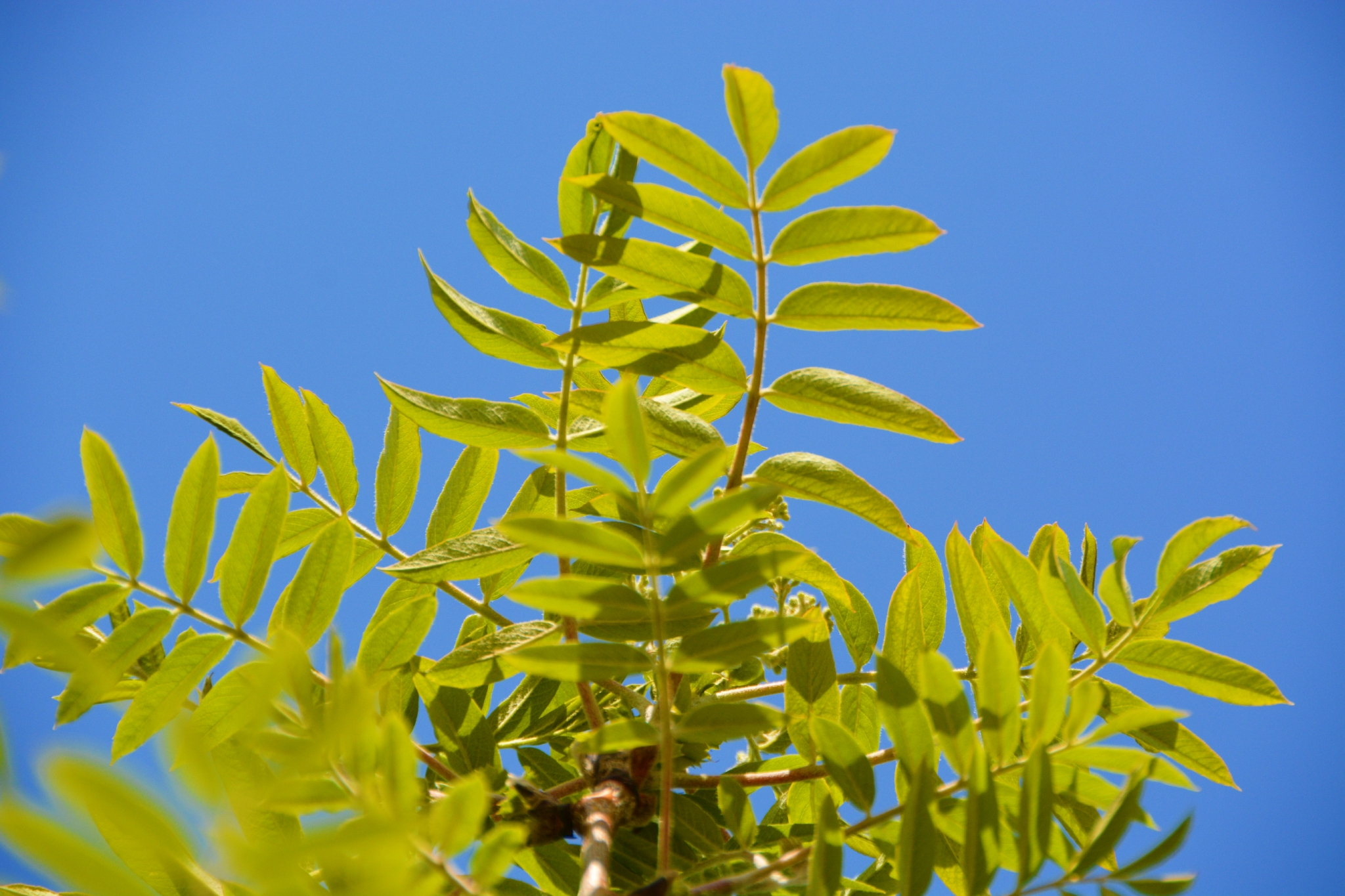 花楸树叶子,原创拍摄
