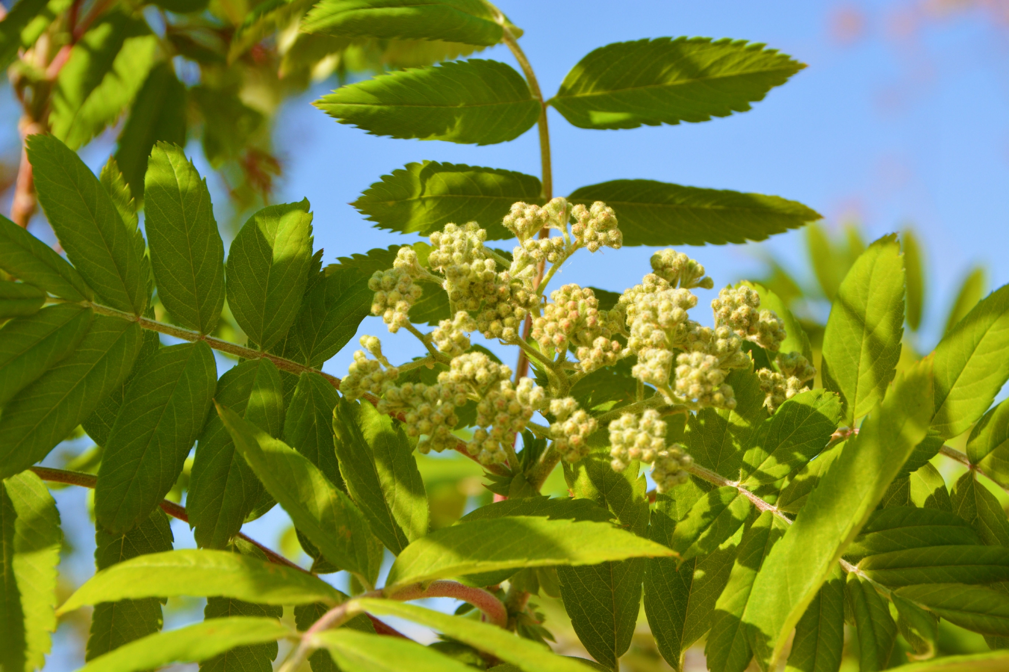 花楸树叶子,原创拍摄