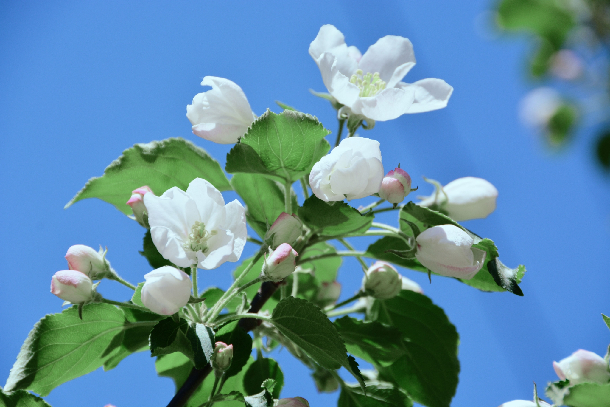 洁白的沙果花,原创拍摄