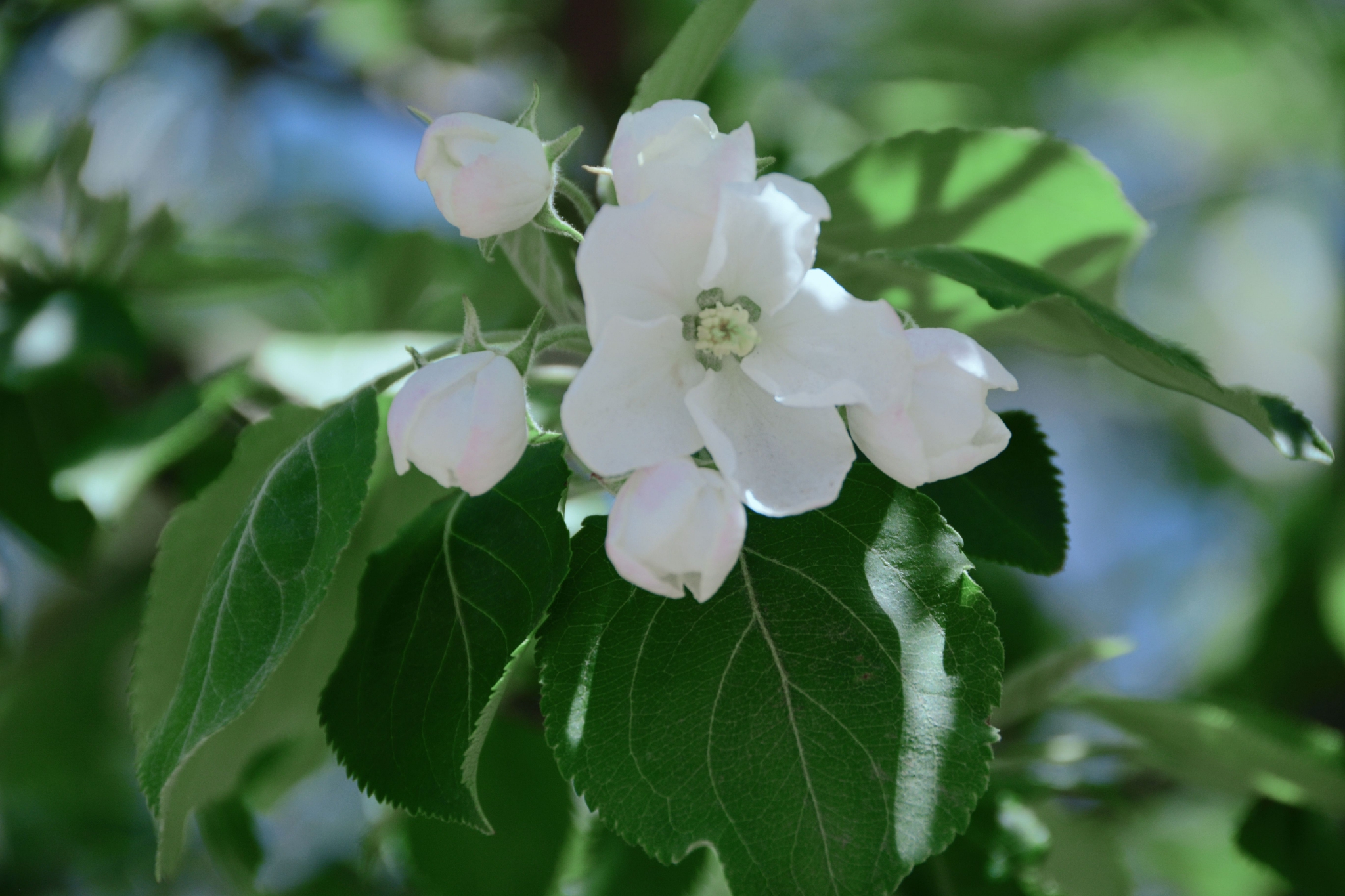 洁白的沙果花,原创拍摄