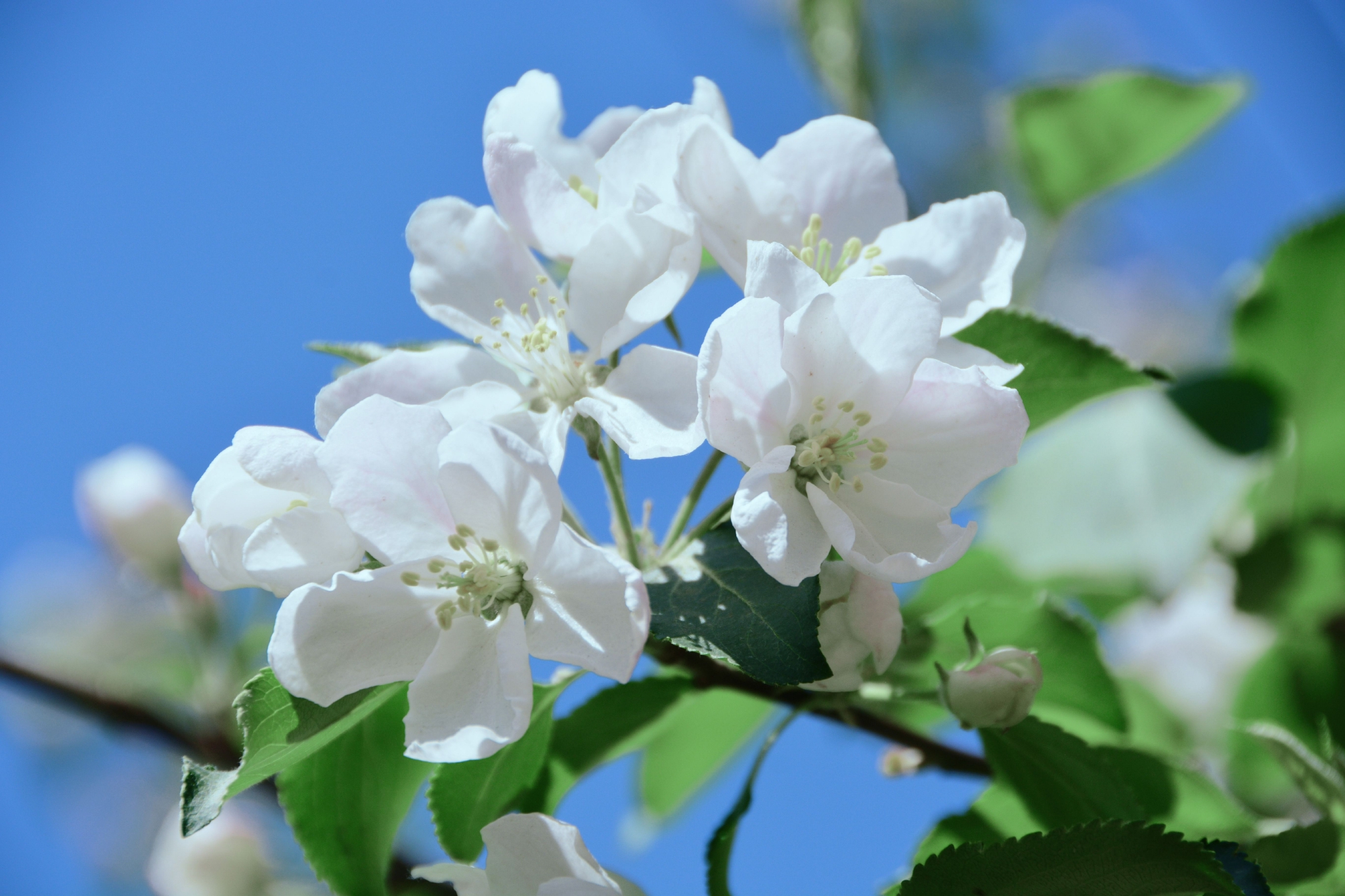 洁白的沙果花,原创拍摄