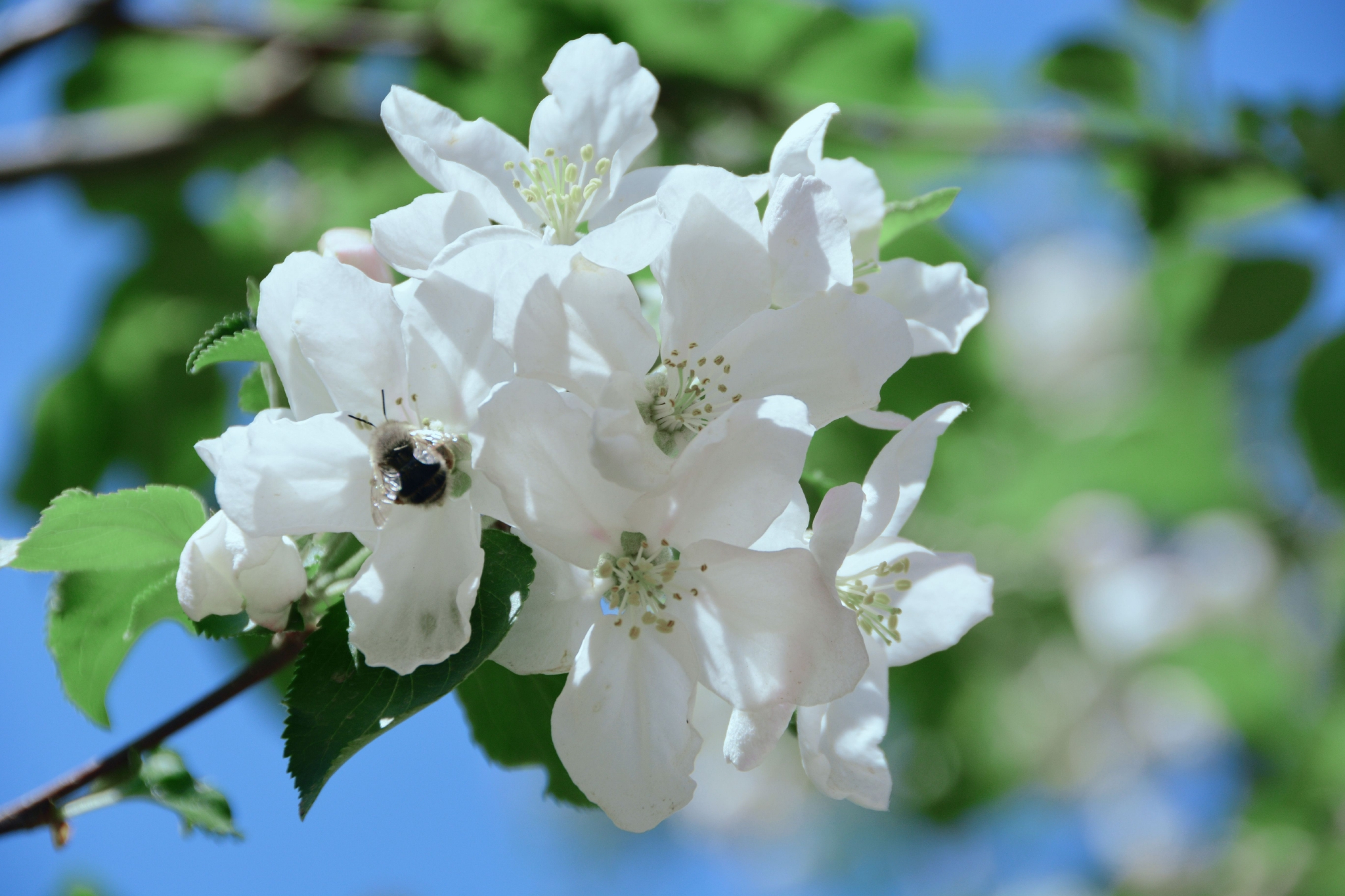 洁白的沙果花,原创拍摄