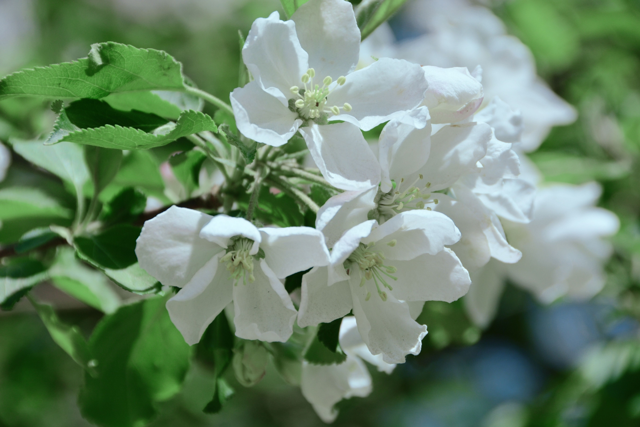 洁白的沙果花,原创拍摄