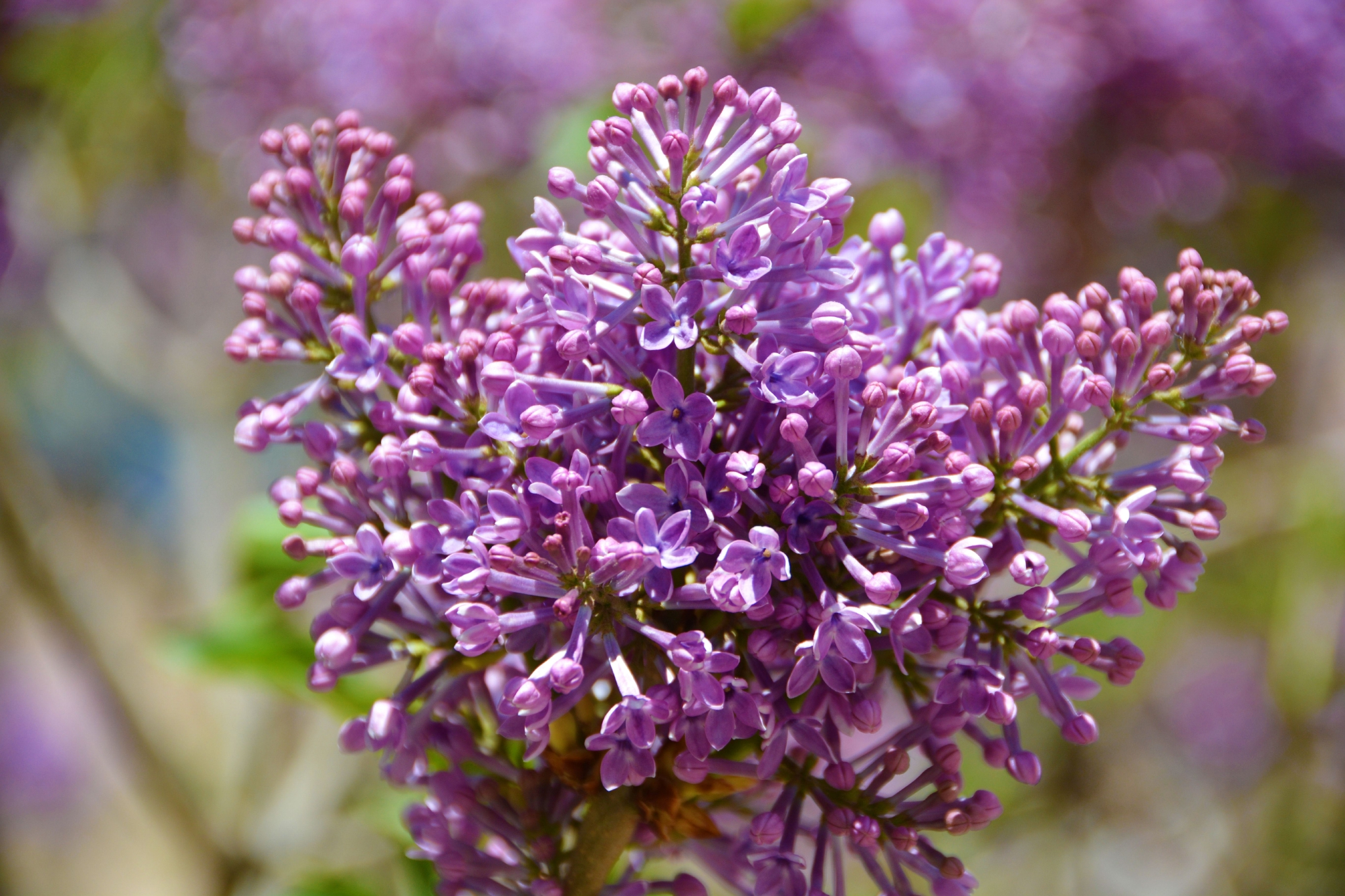 粉紫色丁香花