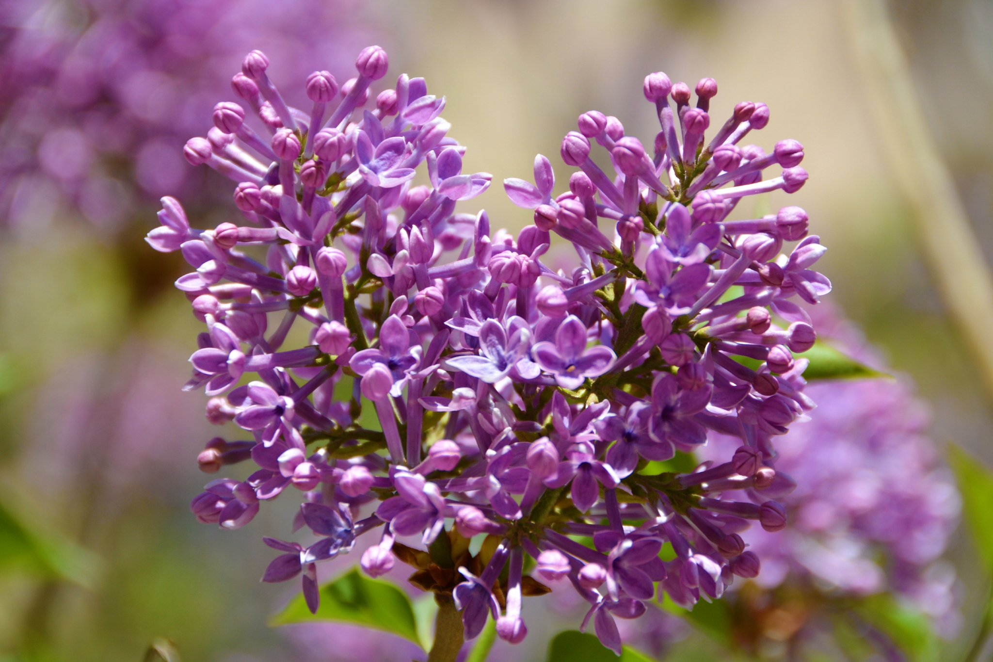 粉紫色丁香花,原创拍摄