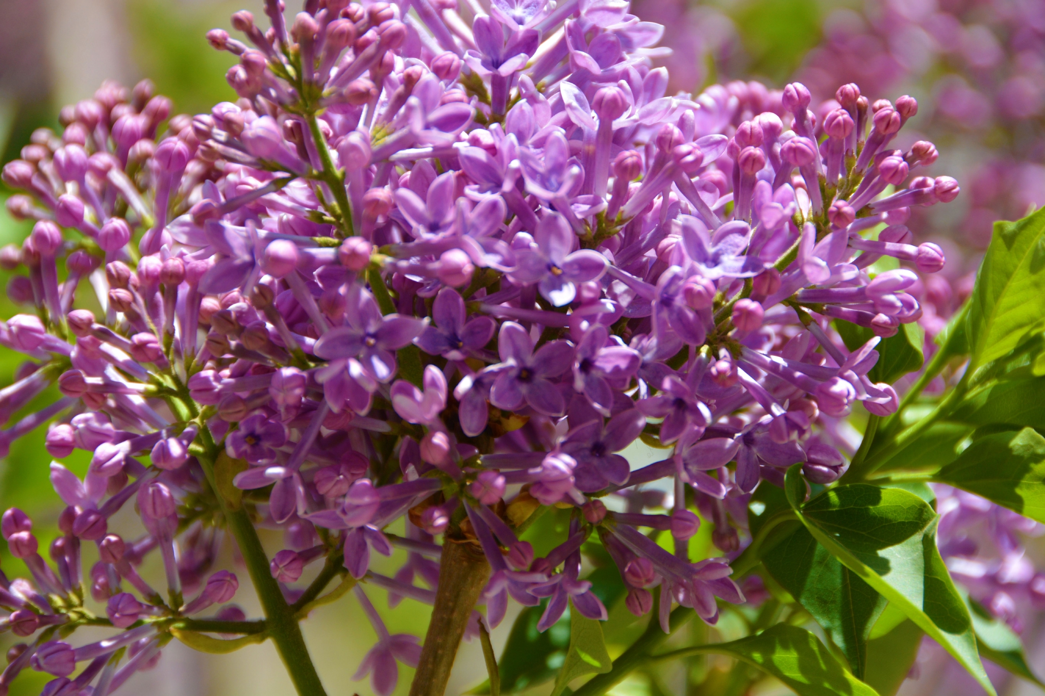 粉紫色丁香花,原创拍摄