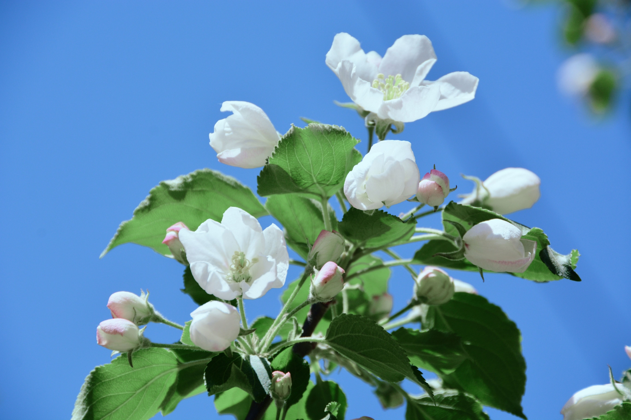 洁白的沙果花,原创拍摄