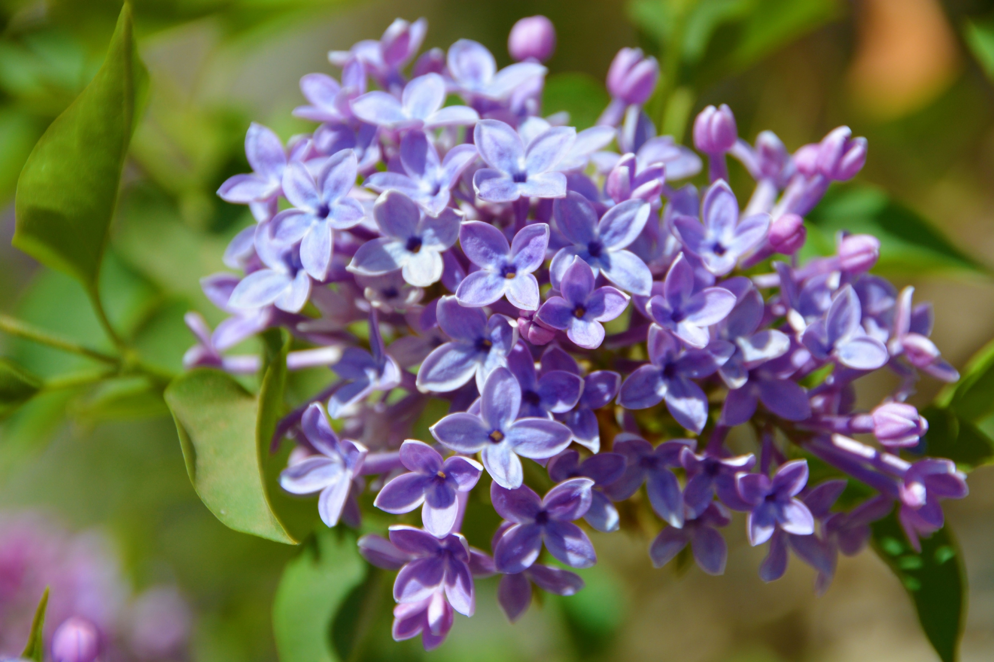 粉紫色丁香花,原创拍摄
