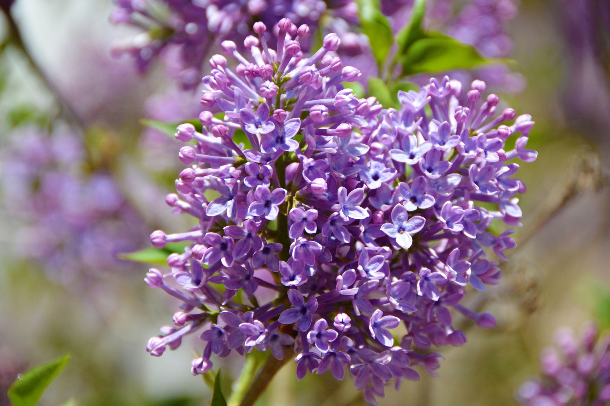 粉紫色丁香花,原创拍摄