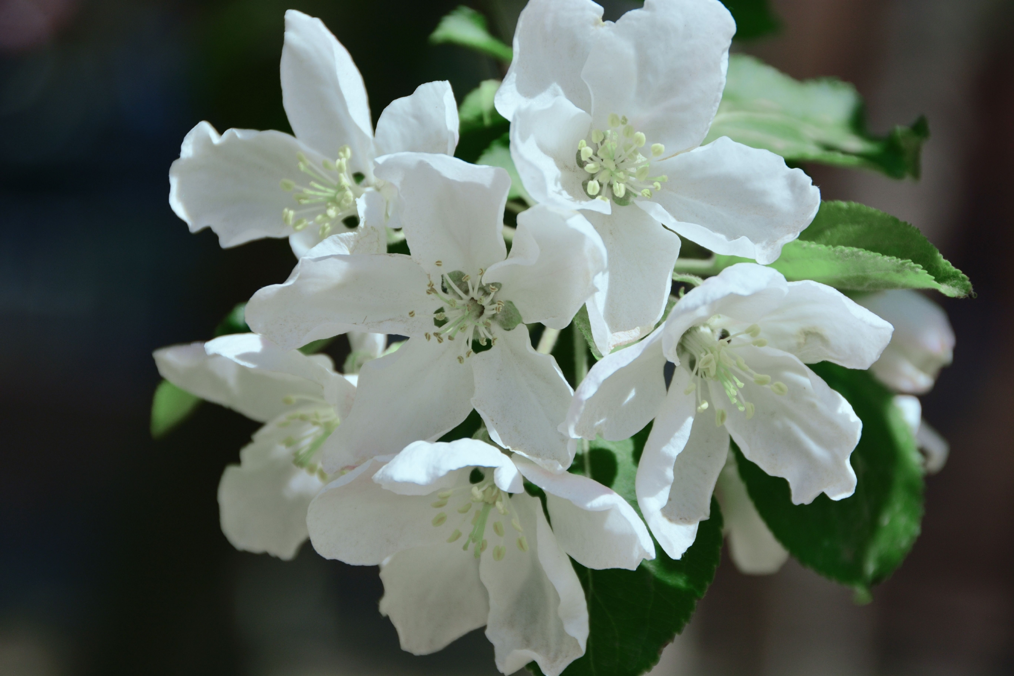 洁白的沙果花,原创拍摄