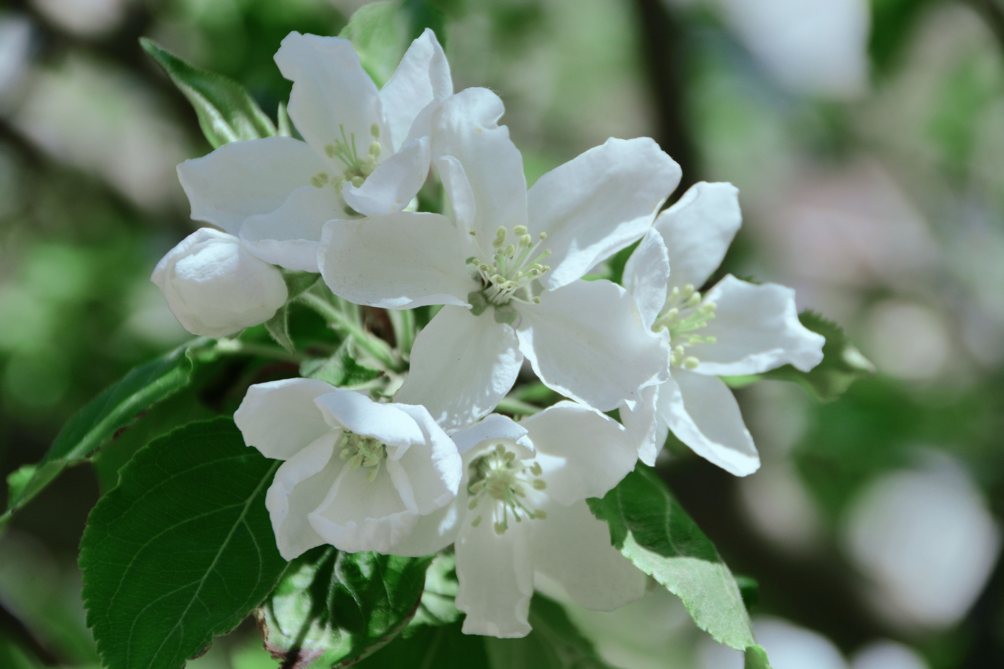 洁白的沙果花,原创拍摄