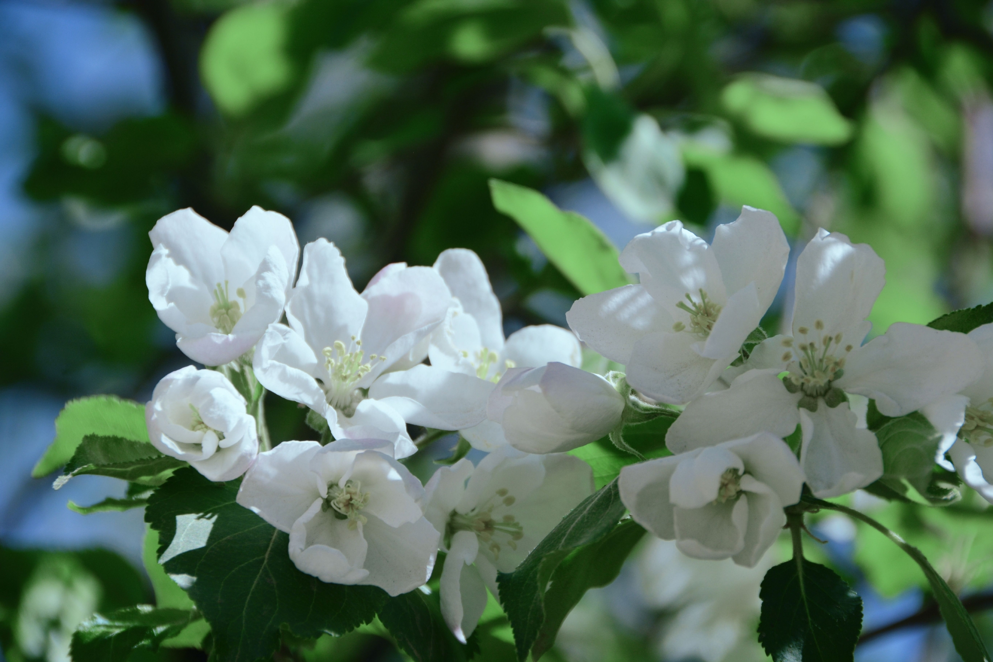 洁白的沙果花,原创拍摄