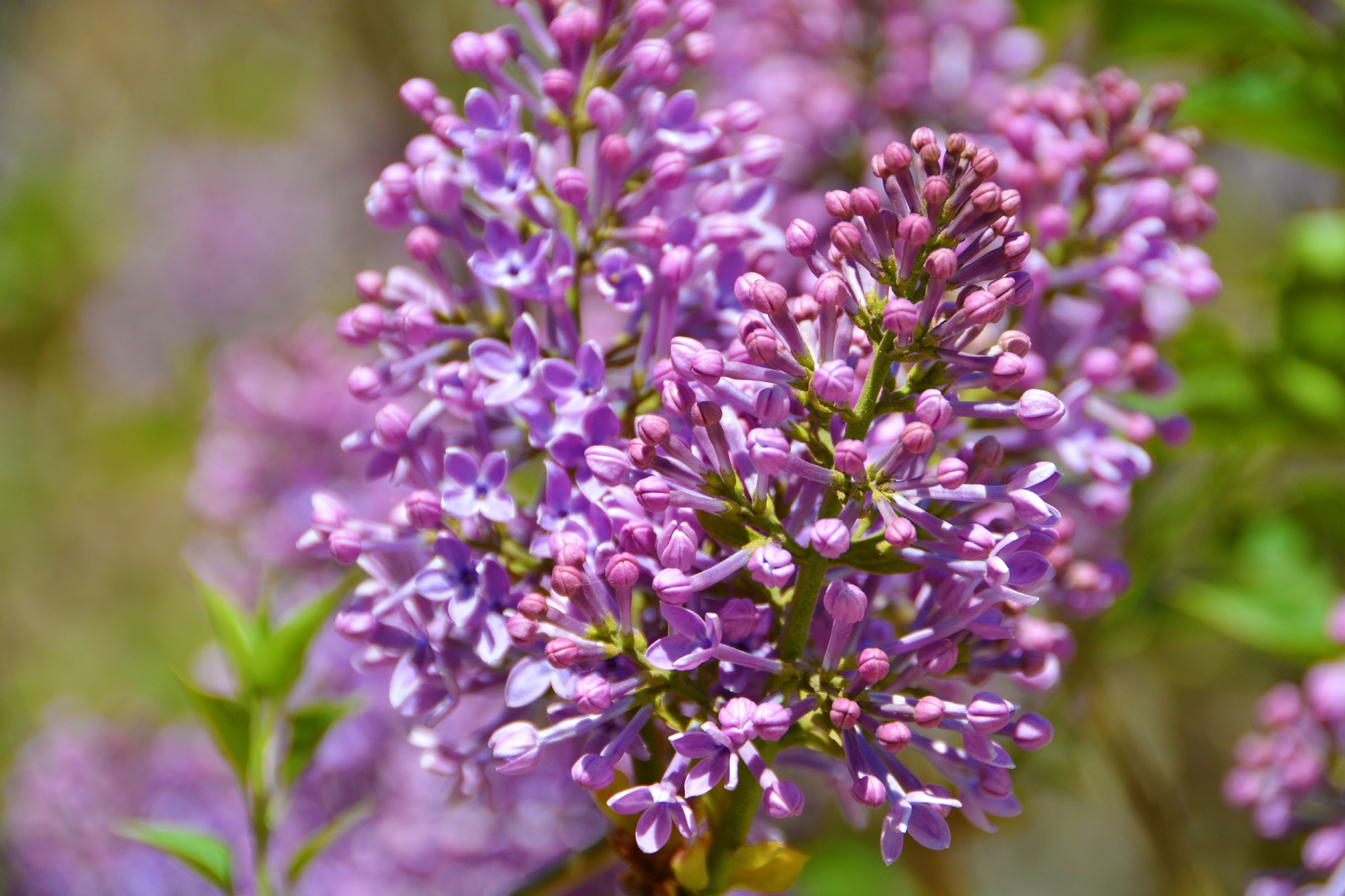 粉紫色丁香花,原创拍摄