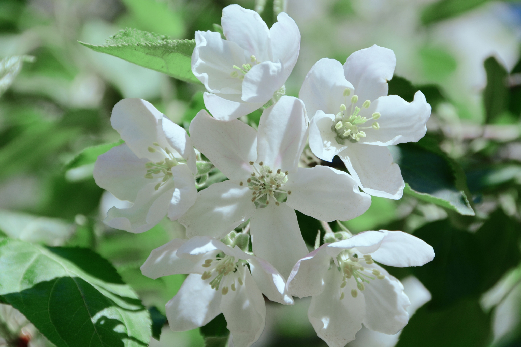 洁白的沙果花,原创拍摄