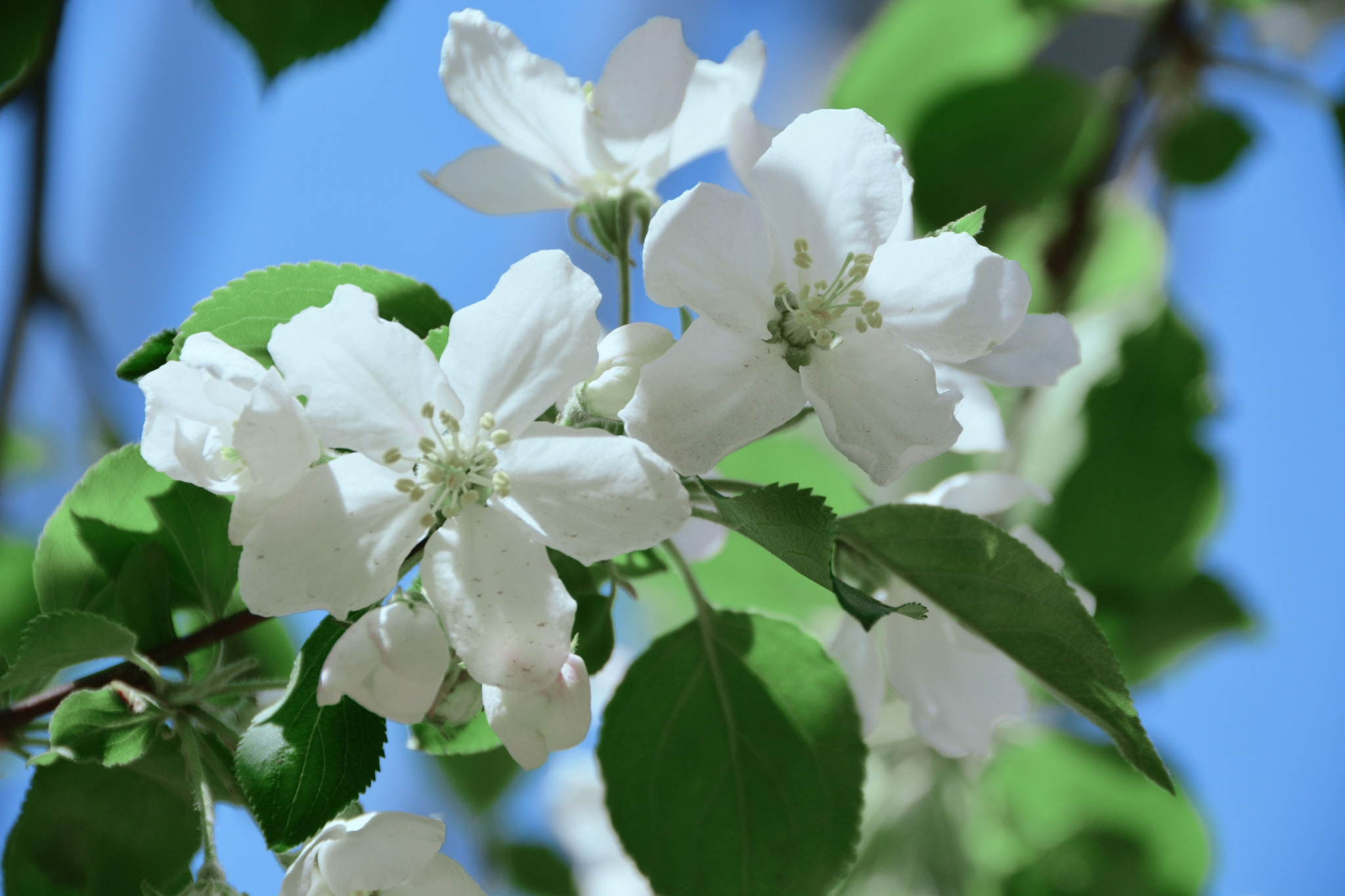 洁白的沙果花,原创拍摄