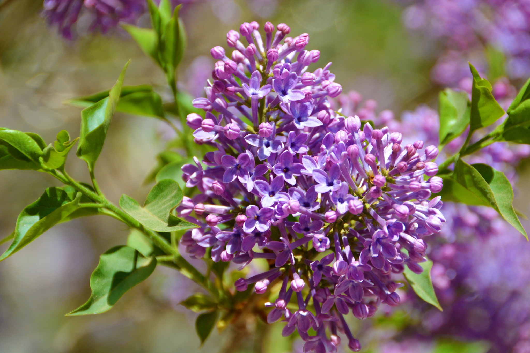 粉紫色丁香花,原创拍摄