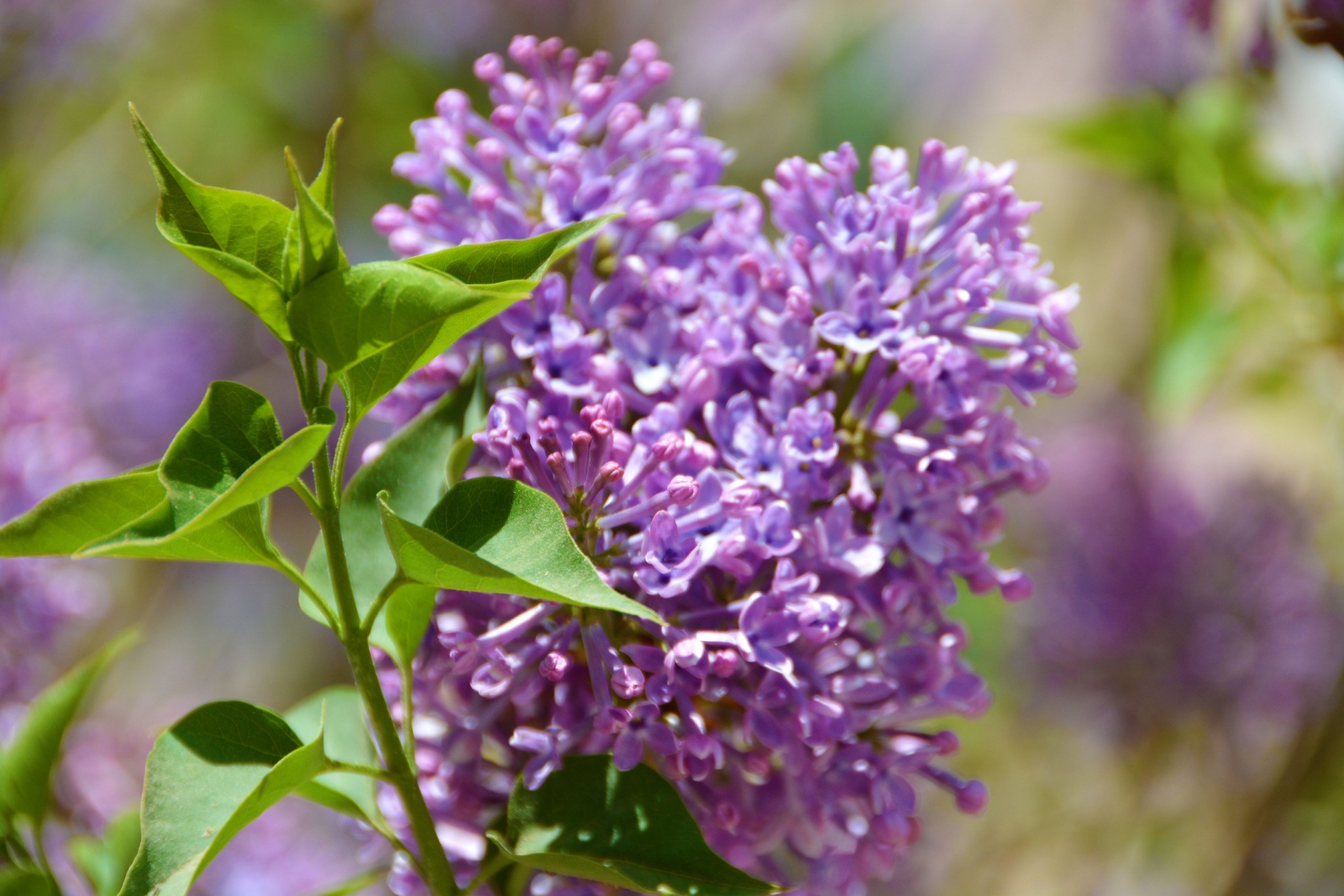 粉紫色丁香花,原创拍摄