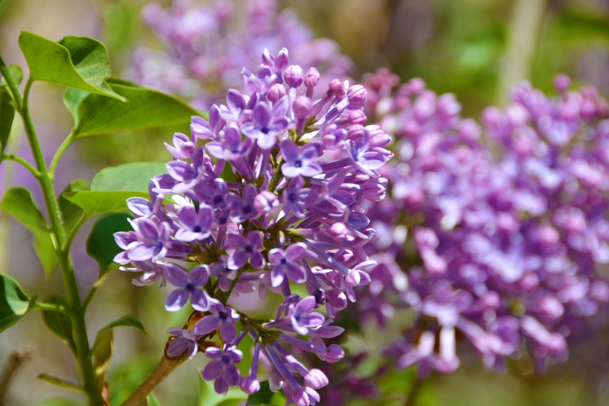 粉紫色丁香花,原创拍摄