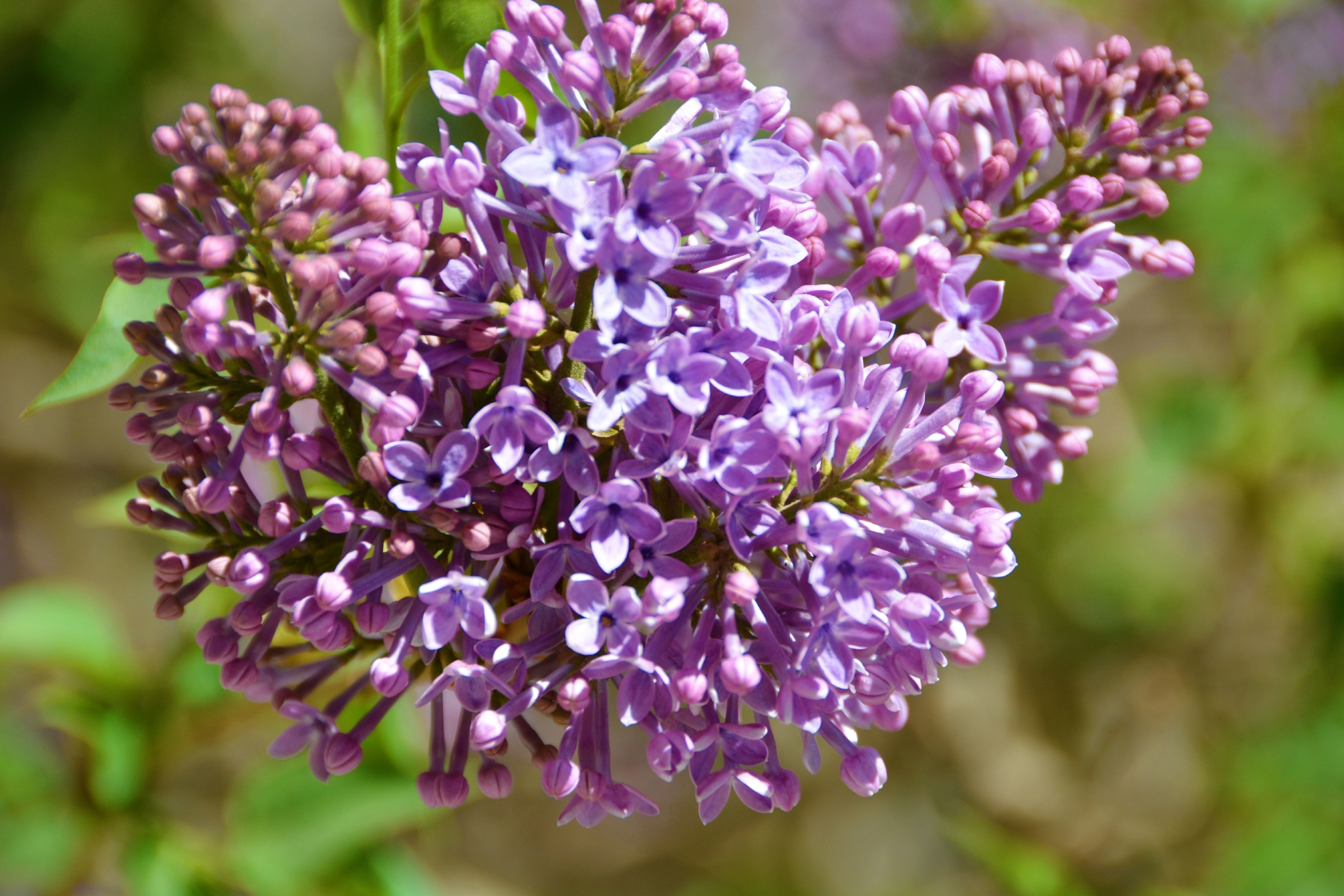 粉紫色丁香花,原创拍摄