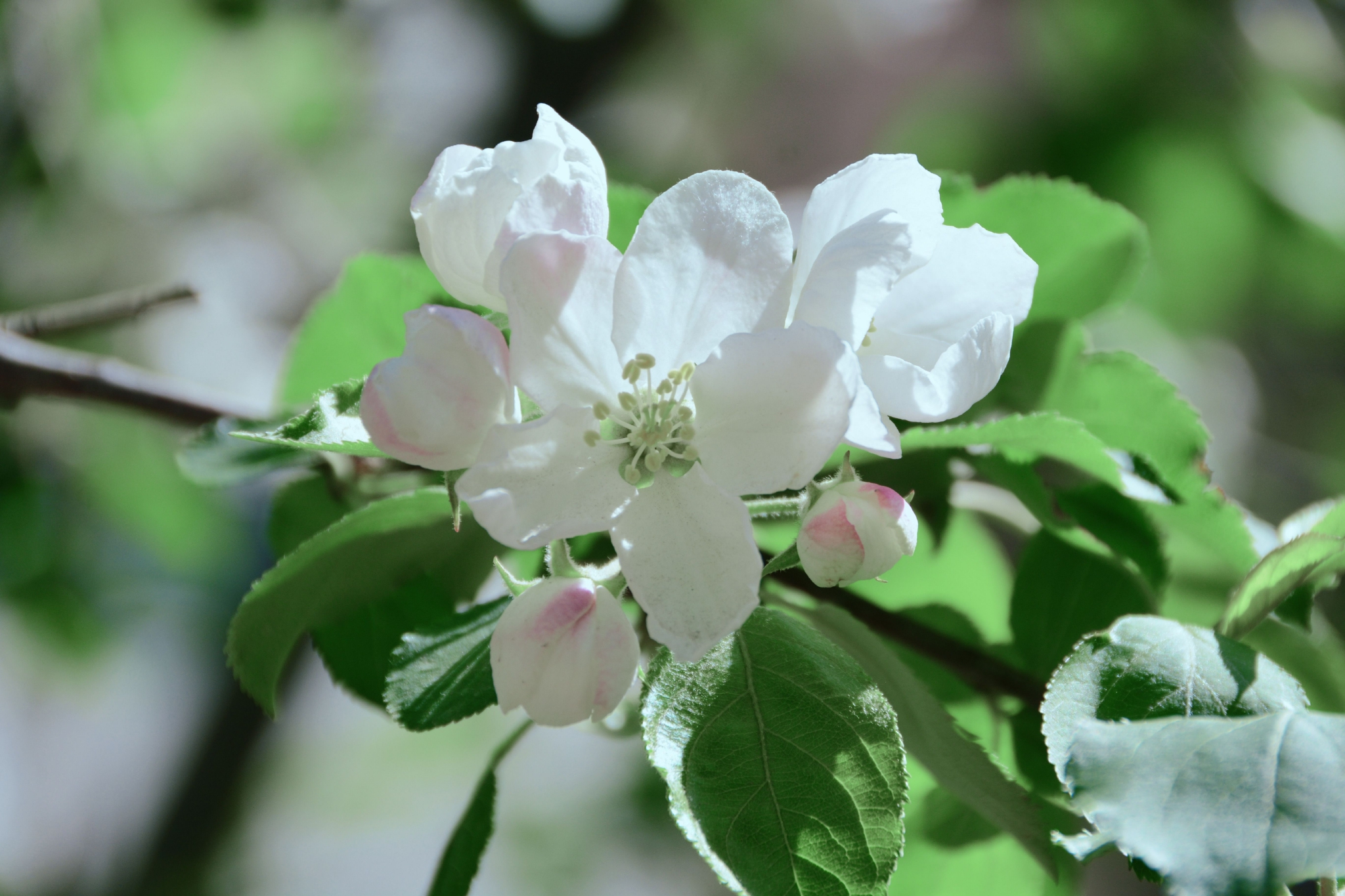 洁白的沙果花,原创拍摄