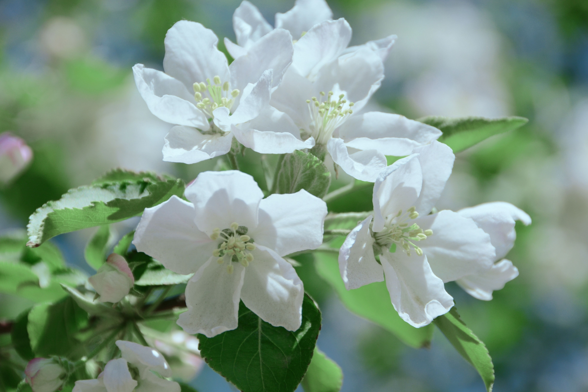 洁白的沙果花,原创拍摄