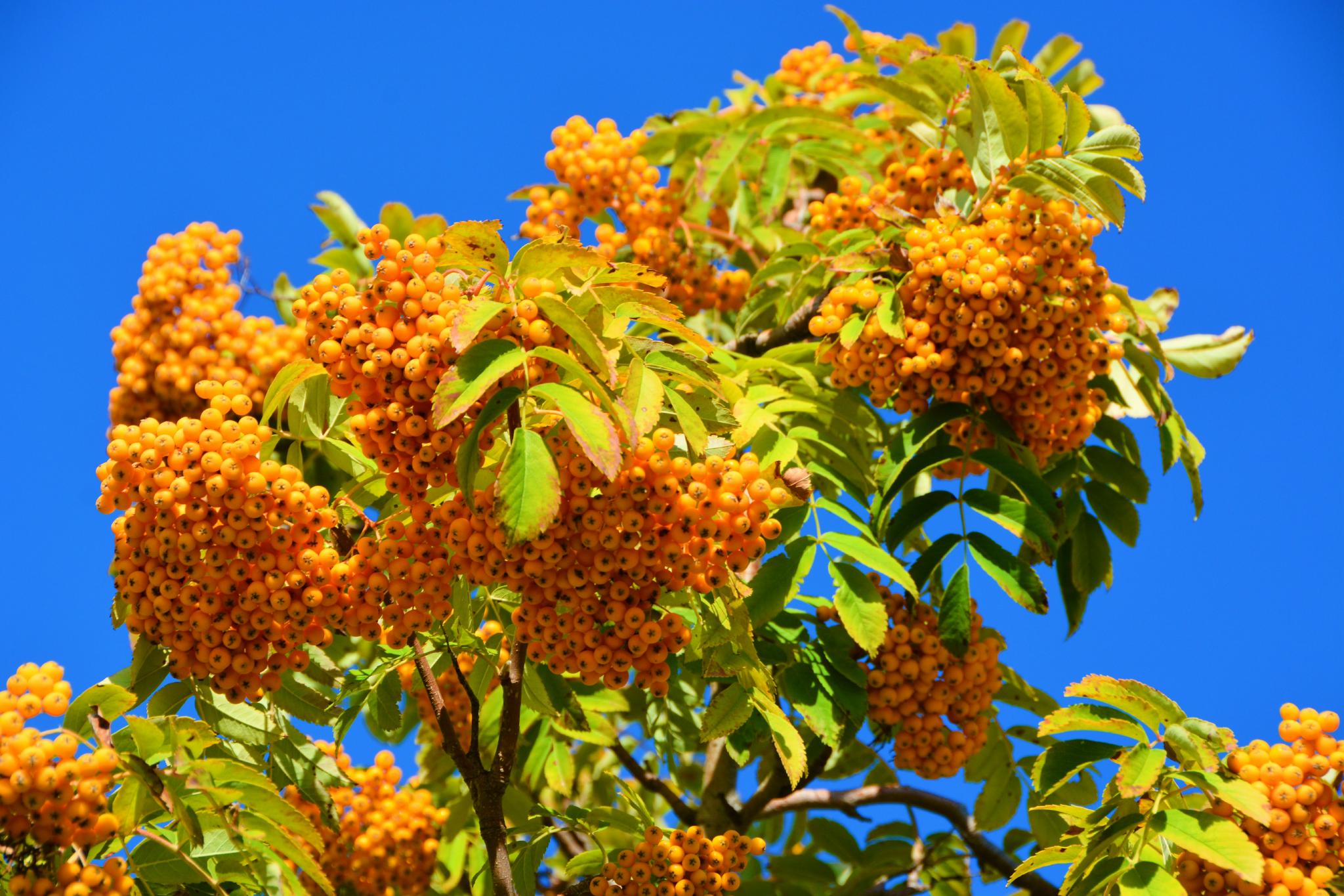 花楸树桔黄色果实,原创拍摄_高清图集_新浪网